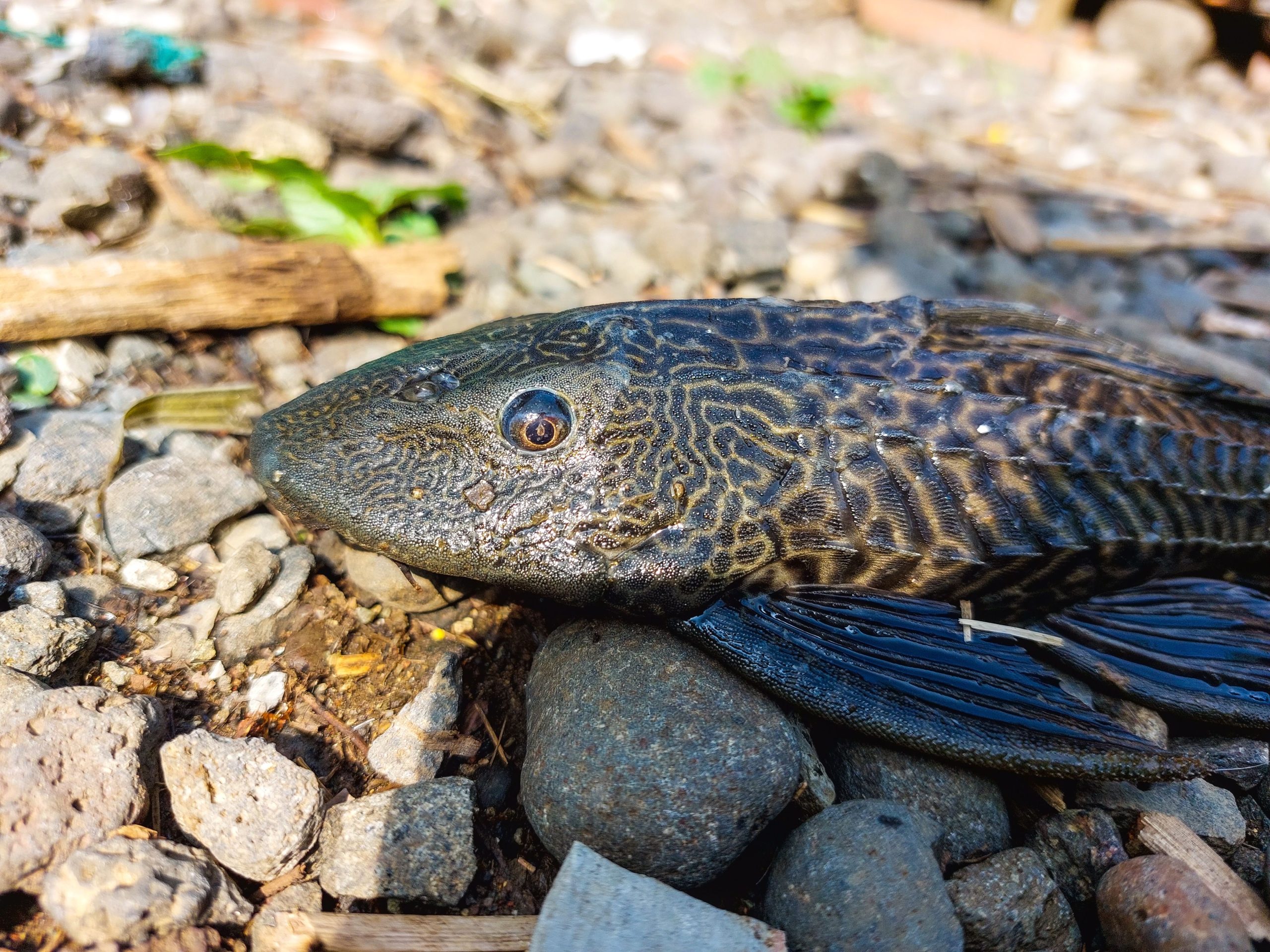 Espèces de poissons nouvellement reconnues trouvées dans le parc national de Grand Teton