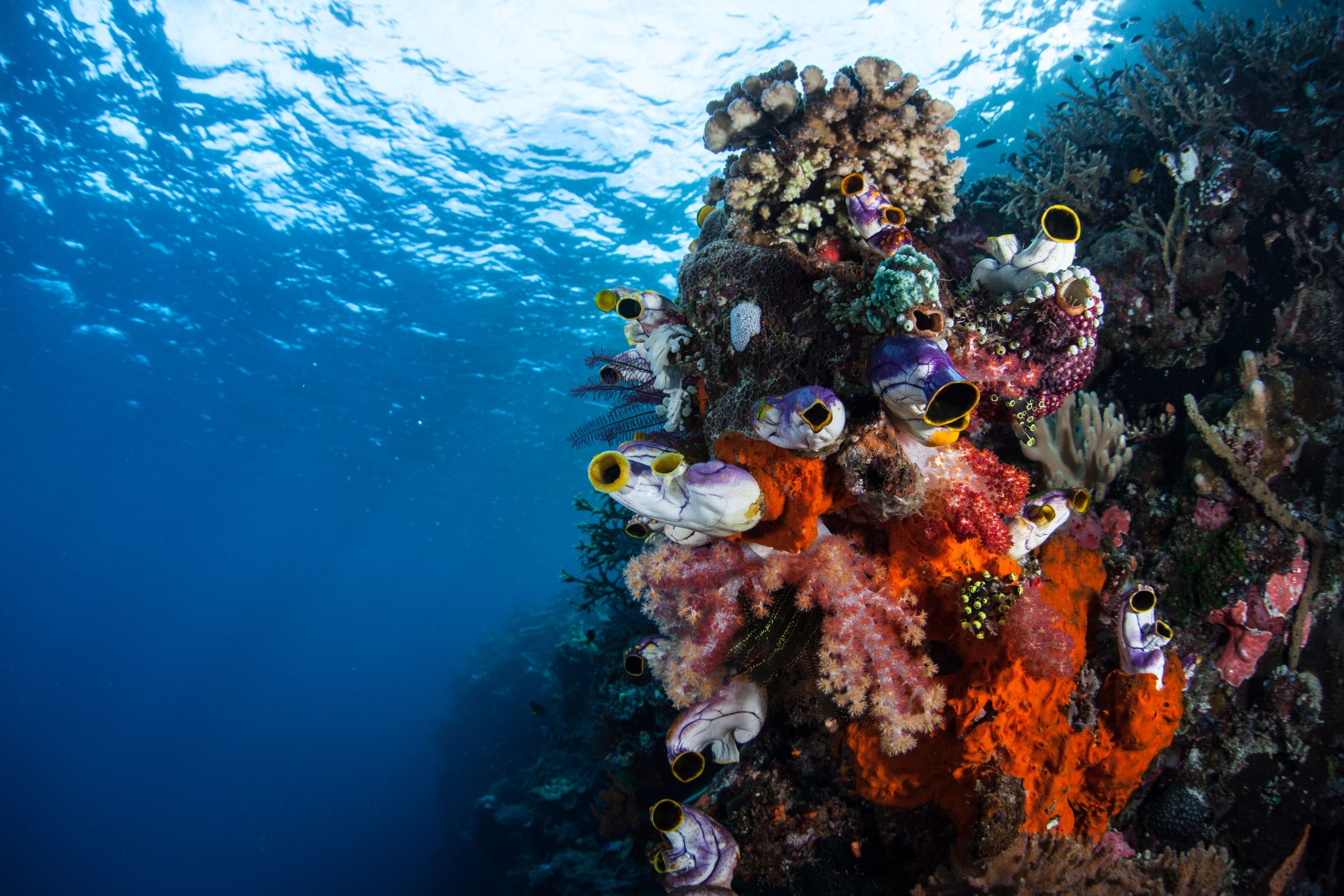Un monde sous-marin parfait: à l'intérieur de «l'Amazonie des mers»