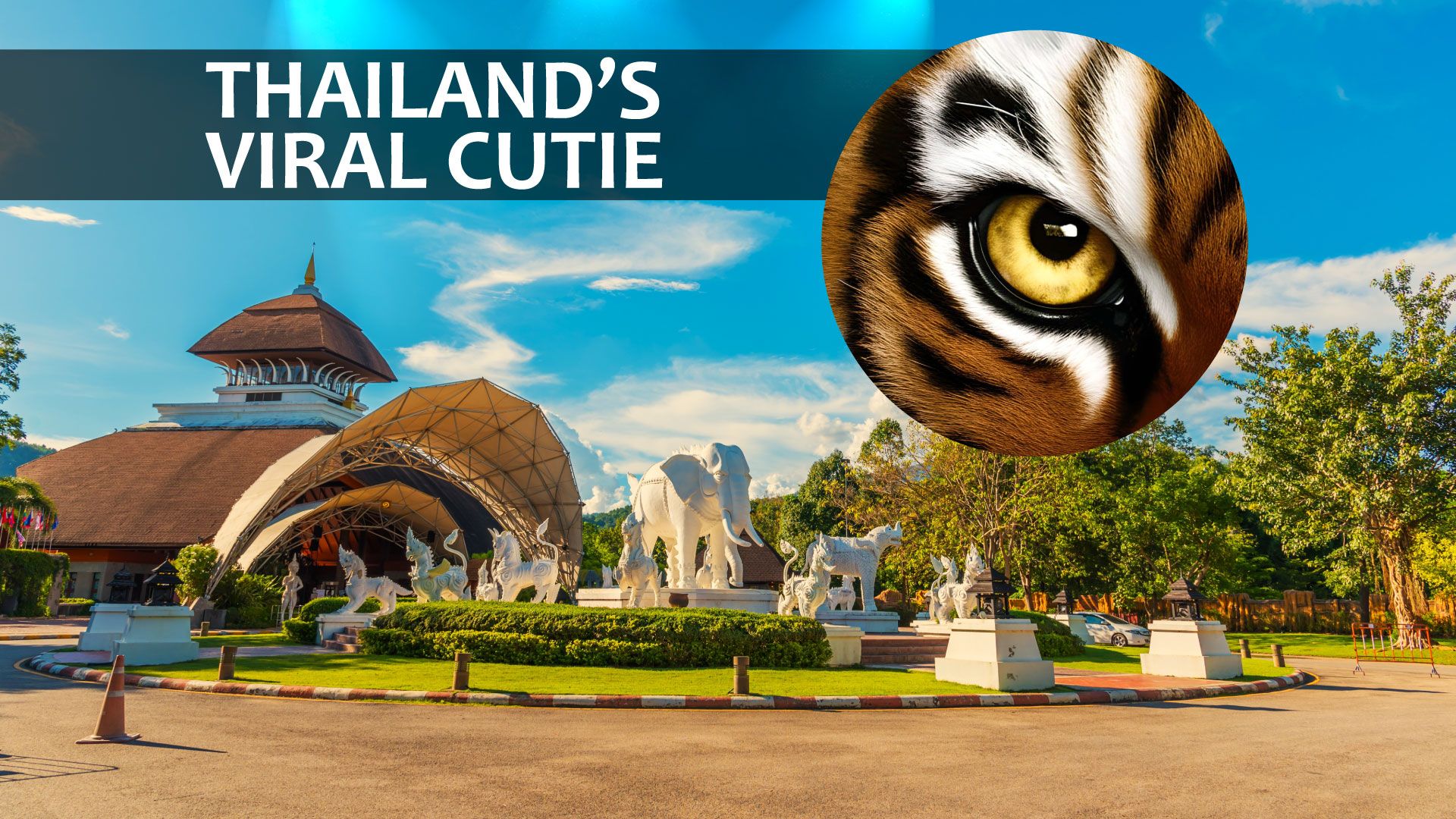 "Moove", Moo Deng: Conoce a Ava, la otra linda (y descarada) criatura de Tailandia que se vuelve viral