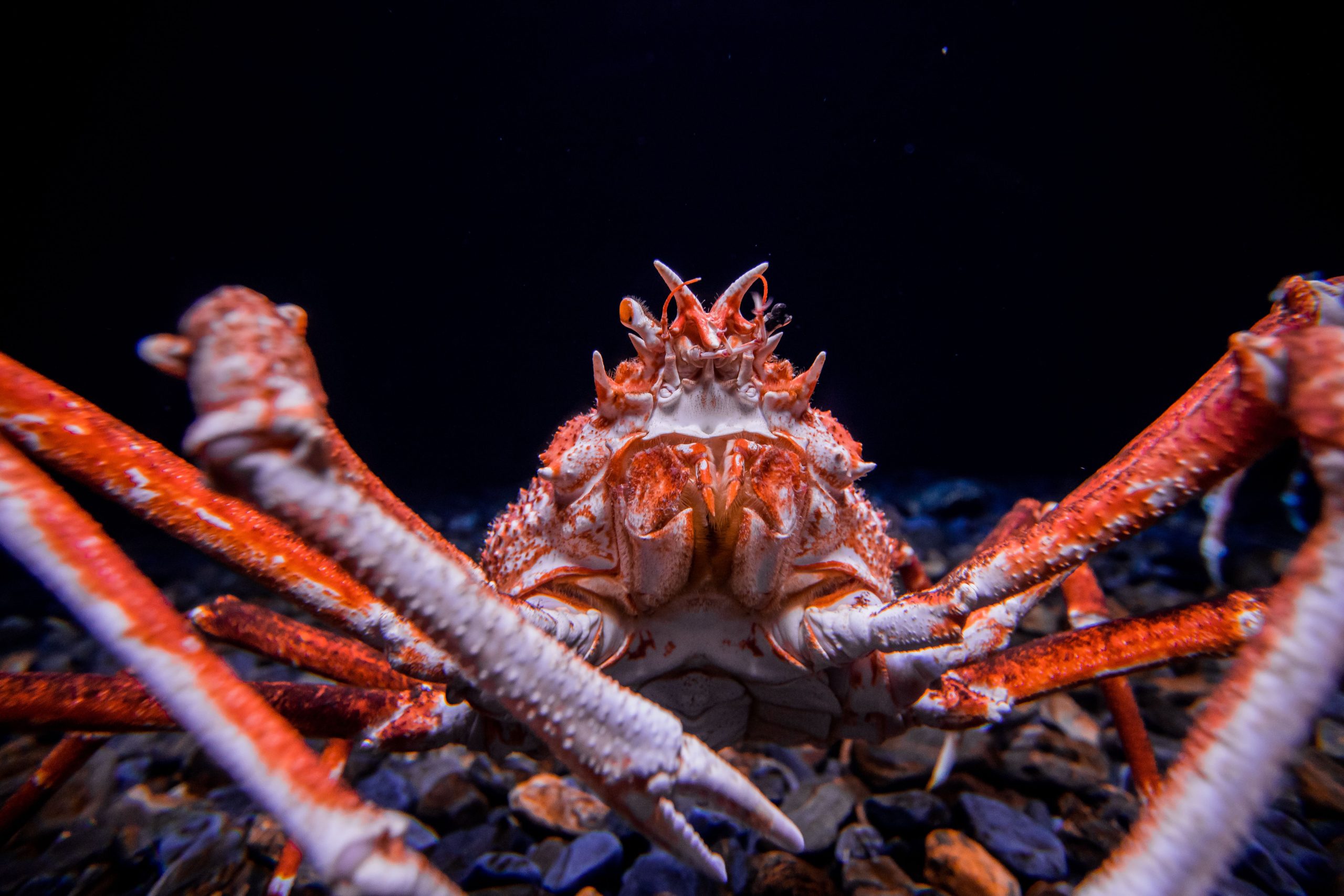 Le plus grand crabe du monde est plus grand que certaines voitures