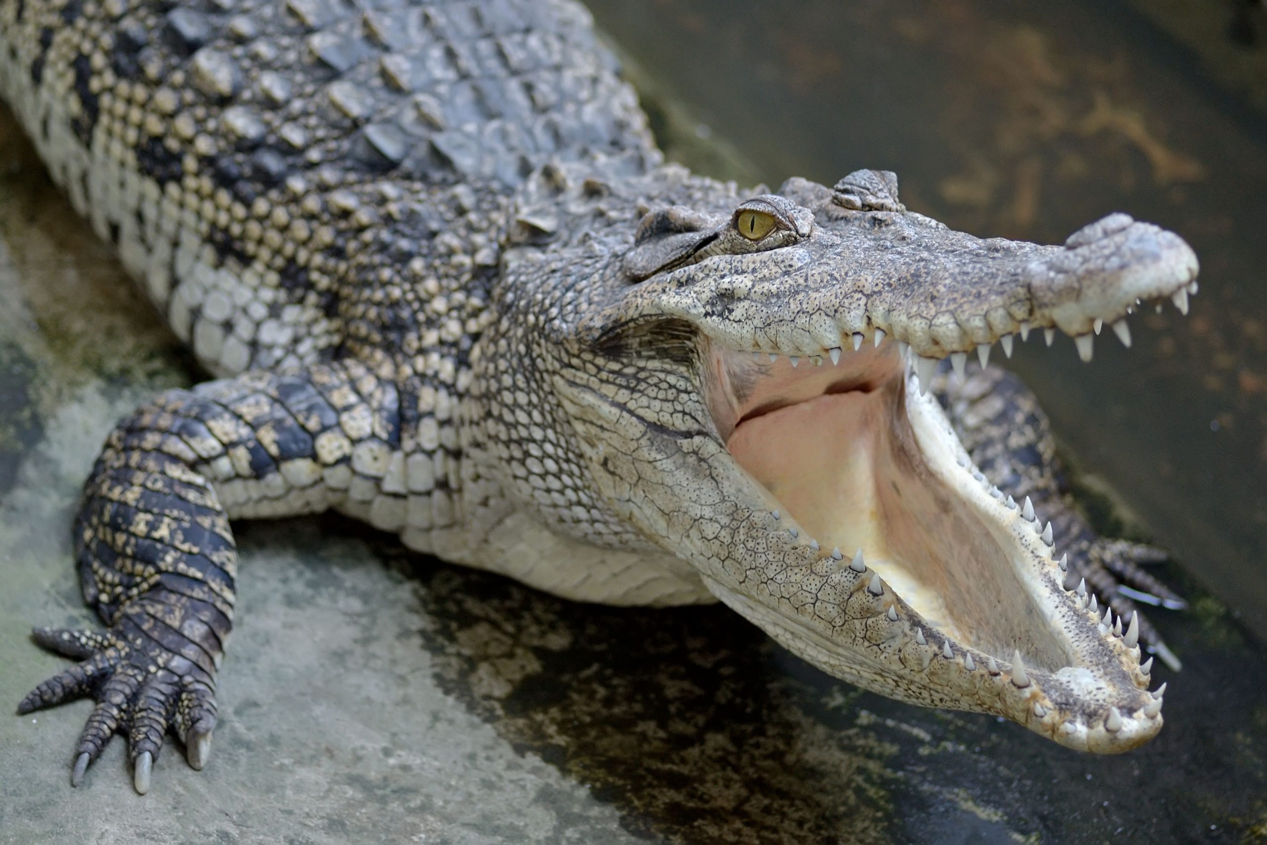 L'avenir est incertain pour les crocodiles les plus rares du monde