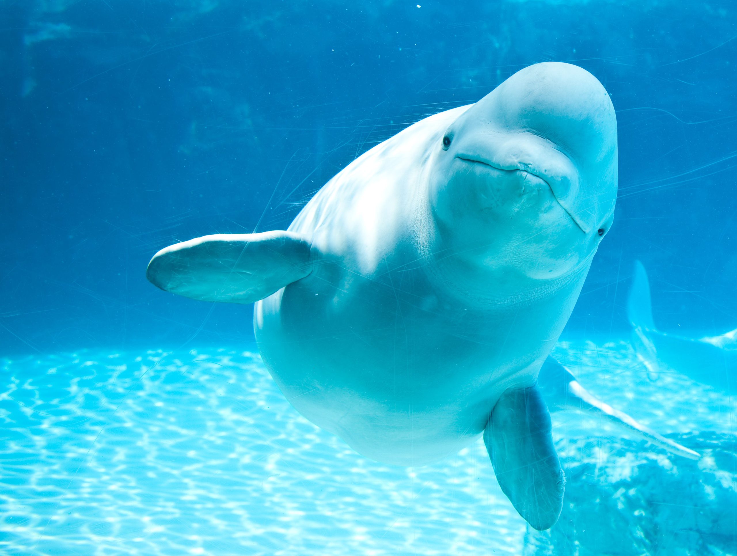 Cette vue d'une baleine Beluga explique pourquoi les marins croyaient que les sirènes étaient réelles