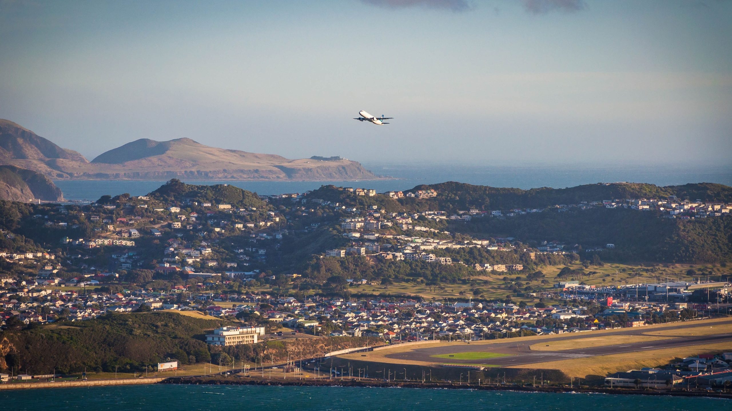 Cómo un pequeño pingüino azul causó retrasos en el aeropuerto de Wellington