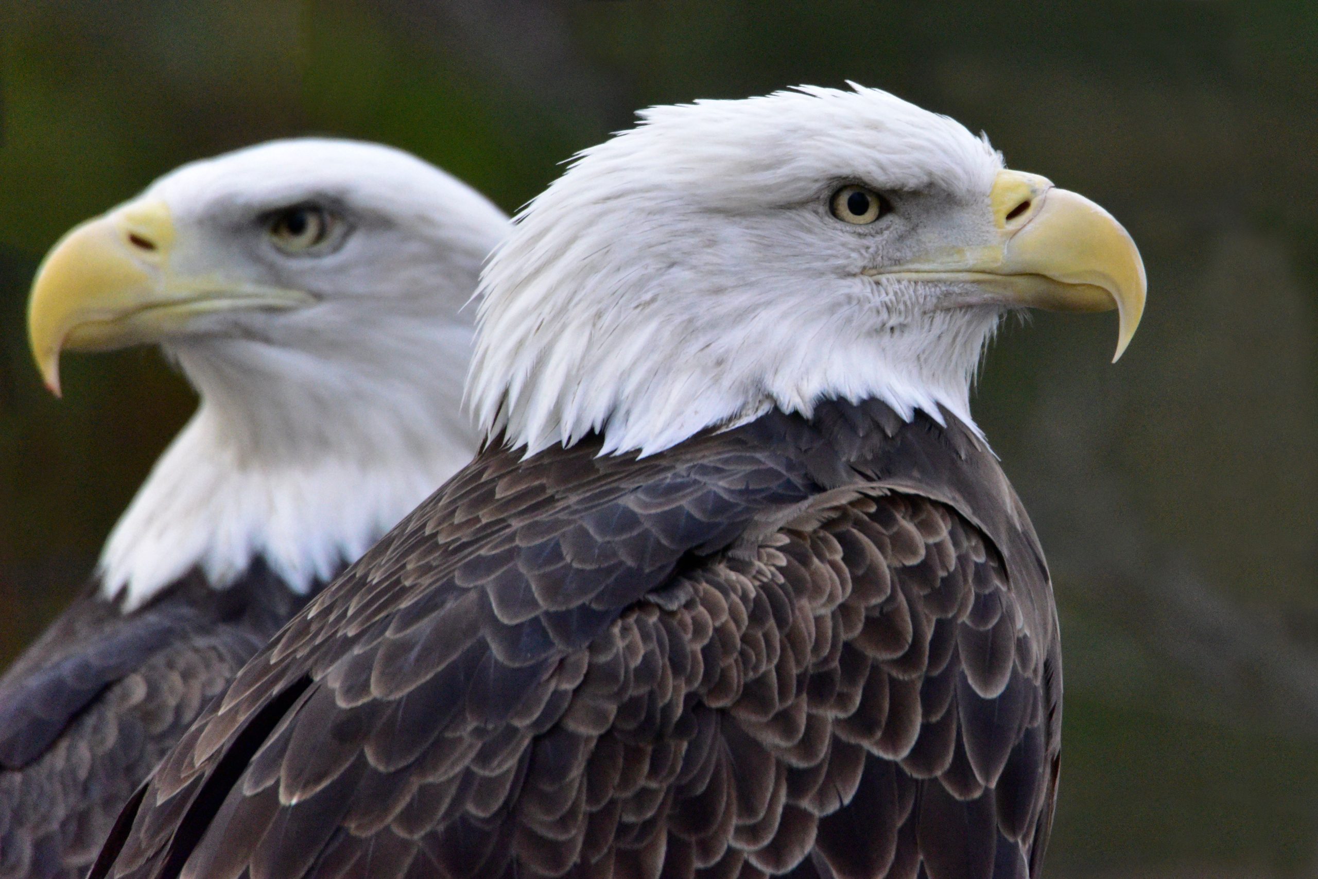 Os bebês de águia estão eclodindo na costa leste e você pode assistir tudo via came ao vivo