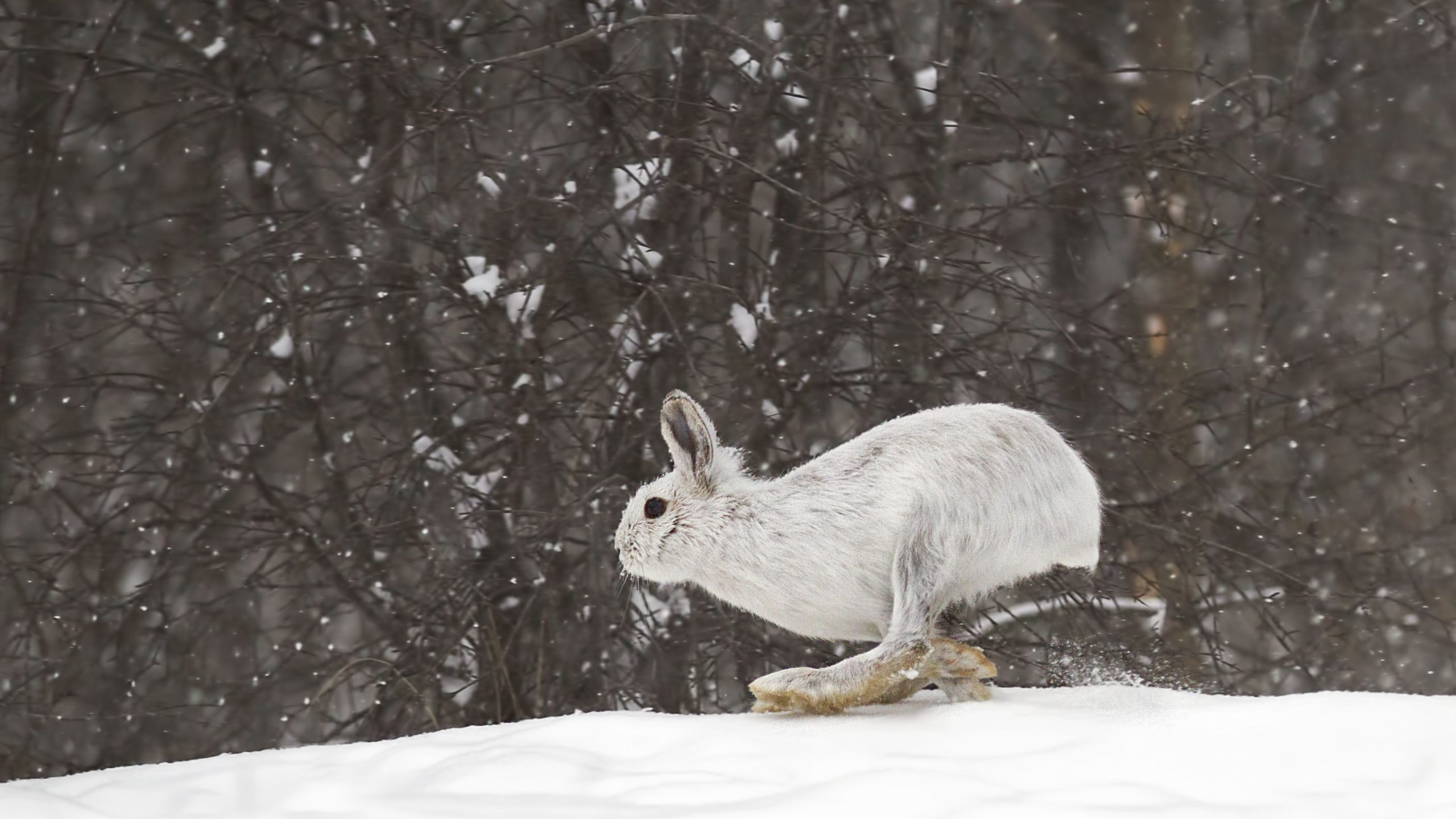 Una nueva investigación confirma el uso de herramientas únicas de los paleoindios para sobrevivir en climas duros