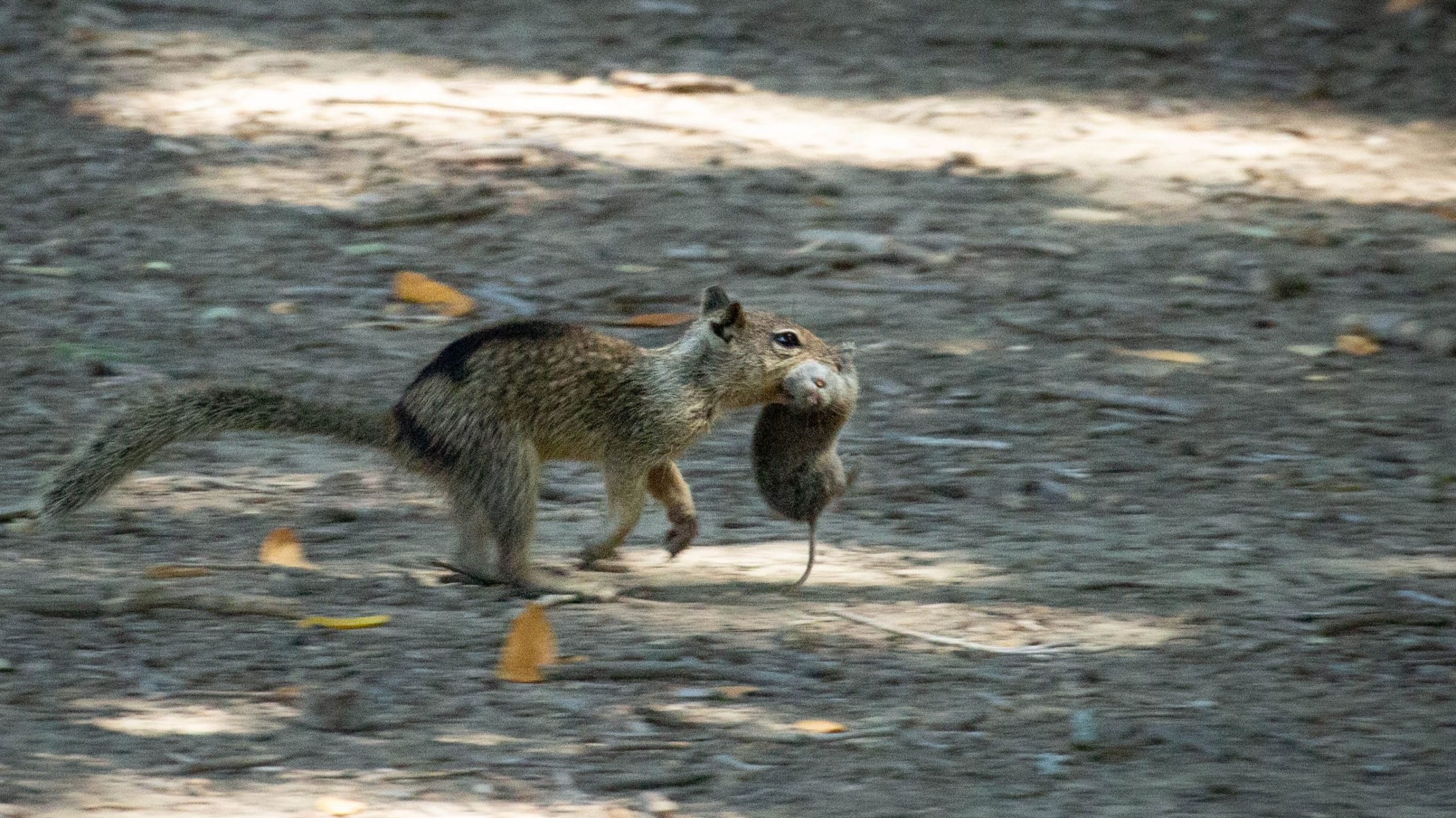 Une nouvelle étude révèle que les écureuils peuvent devenir carnivores, apprendre à chasser