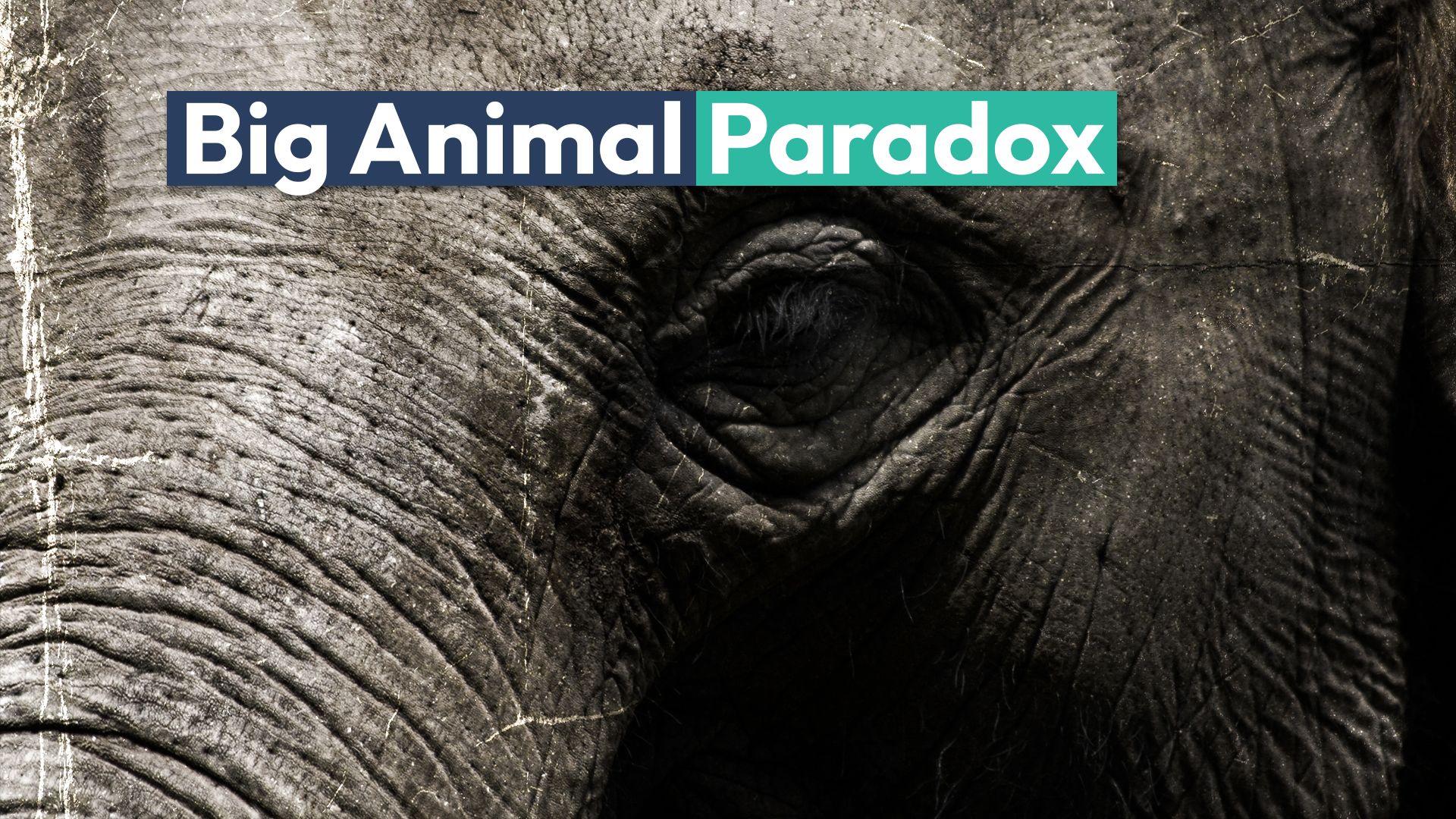 El estudio revela sobre la verdad del cáncer sobre animales más grandes