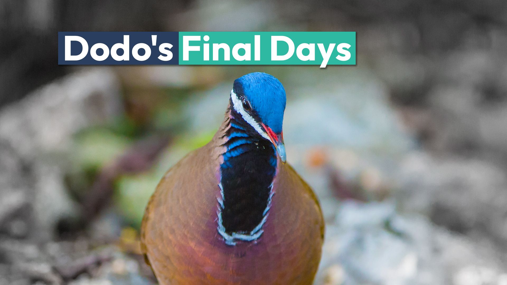 O "DodO do Caribe" pode em breve ter desaparecido para o bem