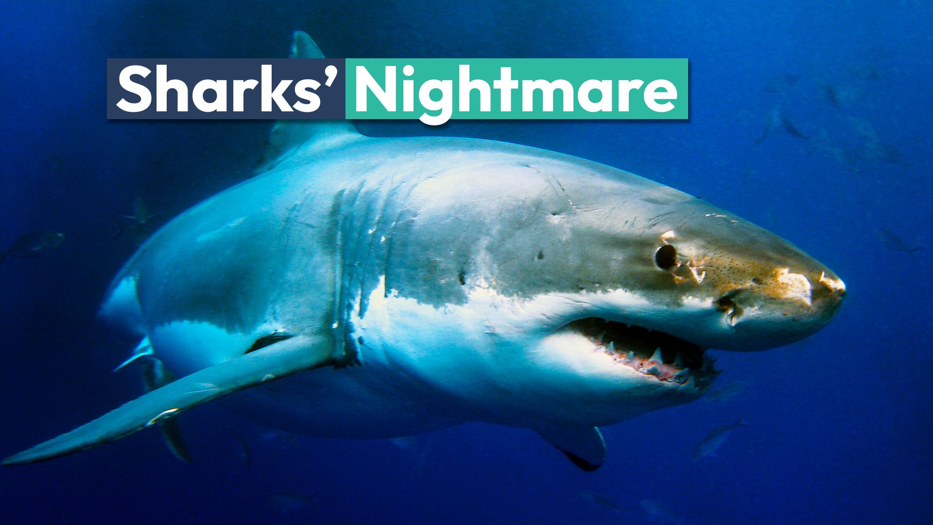 La seule créature, les grands requins blancs craignent 