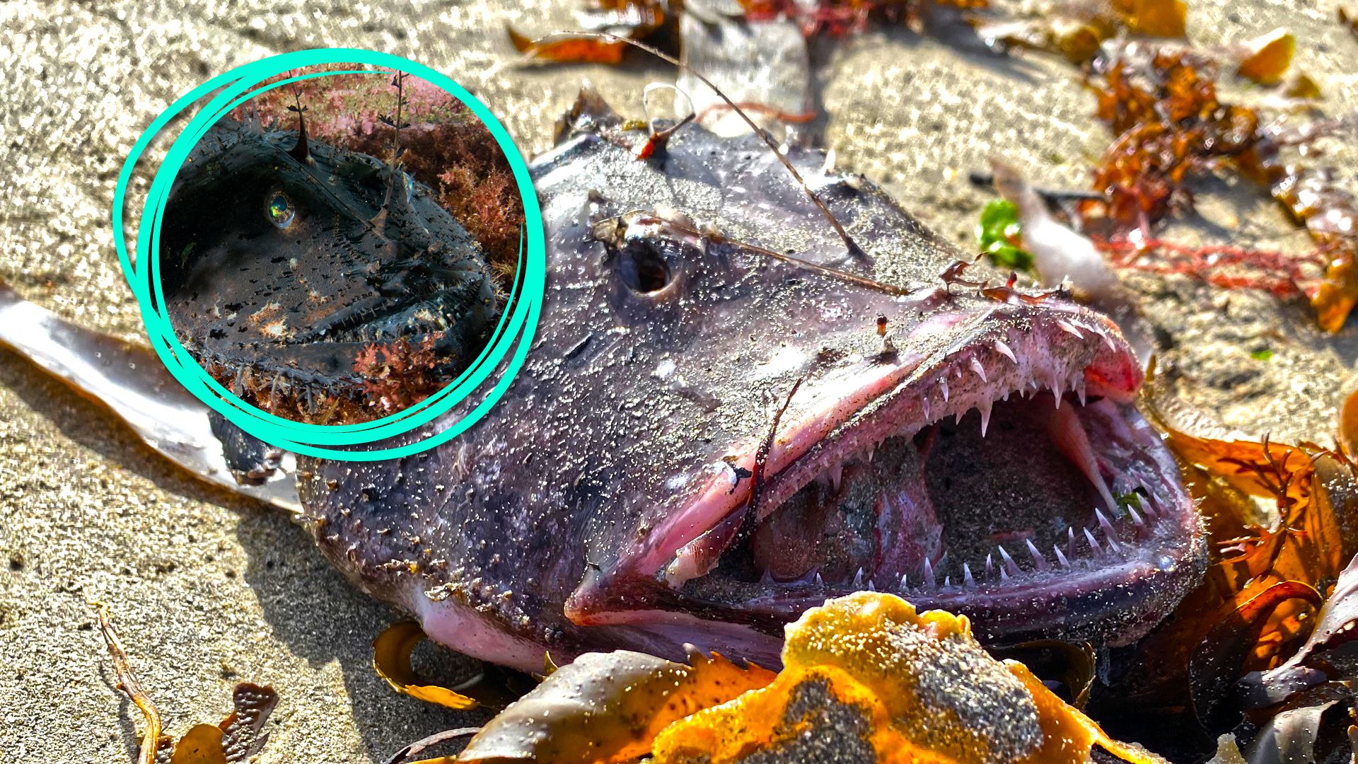 La récente observation de «monstre» en haute mer en plein jour a secoué Internet, mais un autre a été repéré aux États-Unis