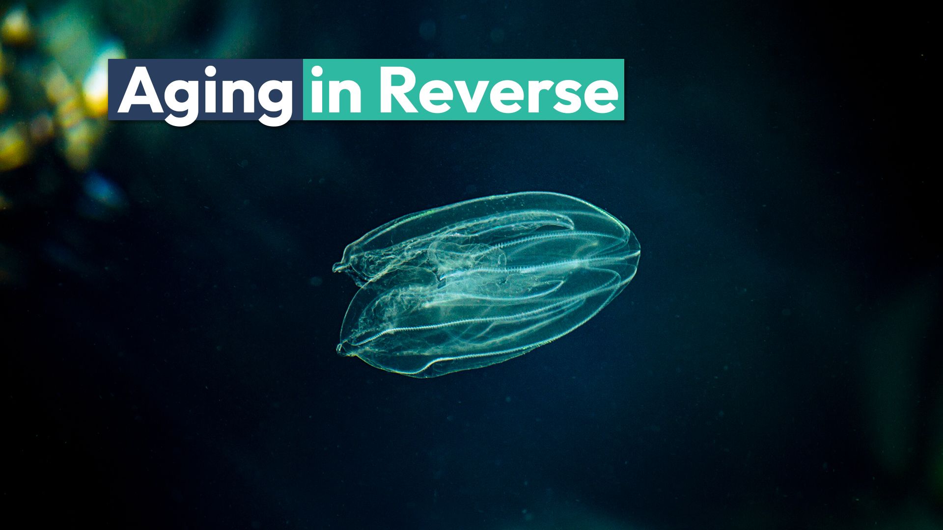 La extraña "nogal marina" puede envejecer en reversa como un extraño caso de botón Benjamin