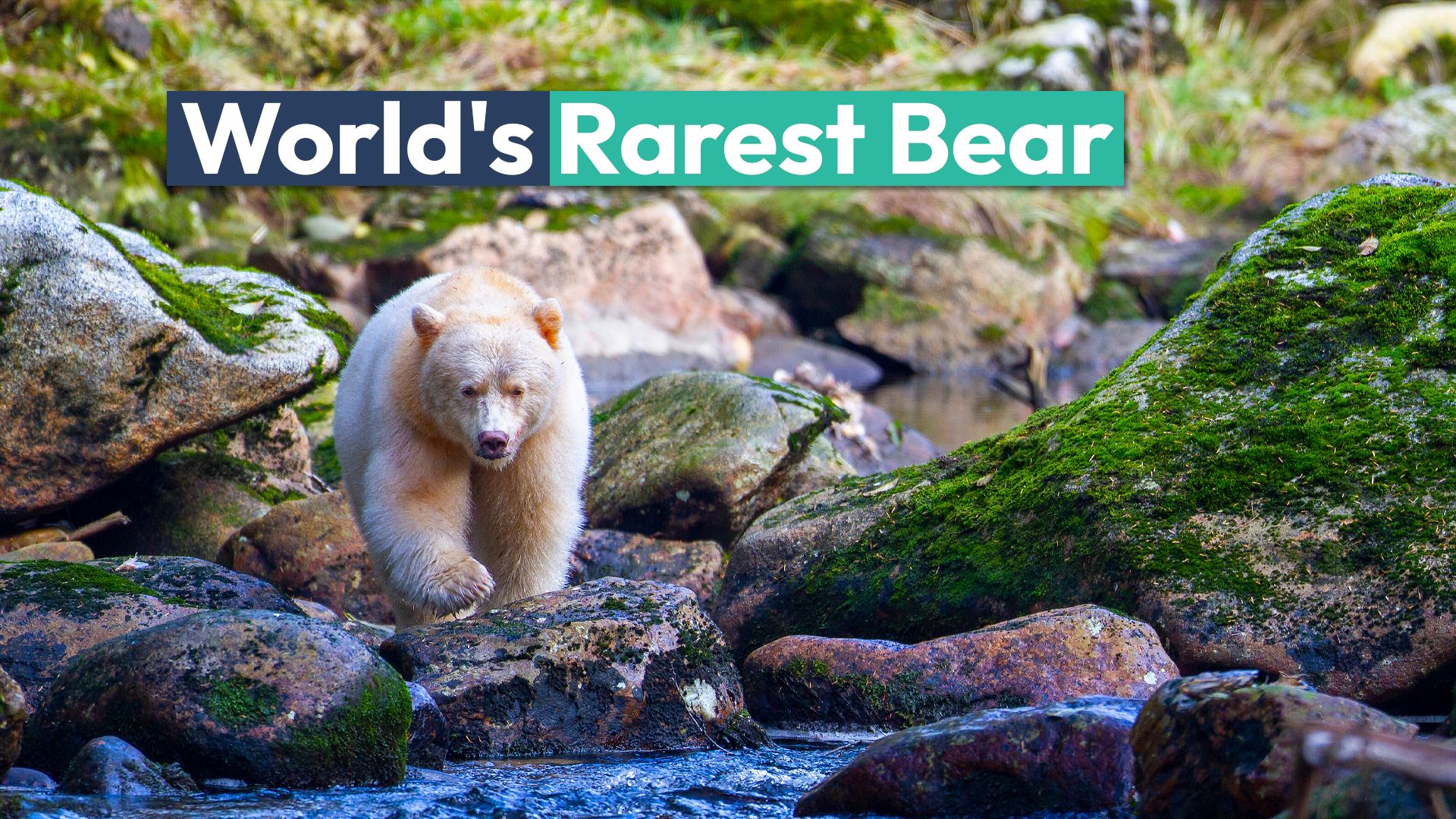 L'ours le plus rare du monde se trouve dans une forêt tropicale nord-américaine qui est la plus grande du genre sur Terre