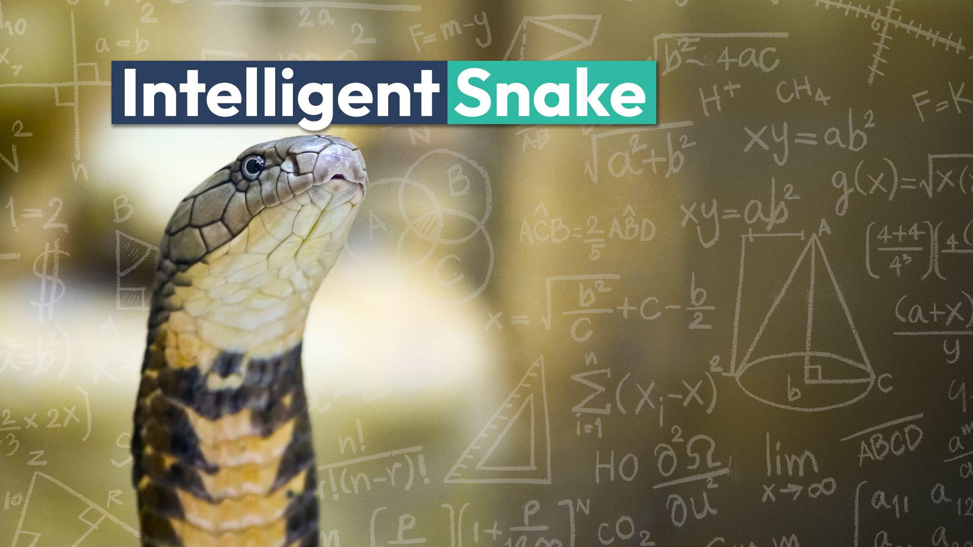 Le serpent le plus intelligent du monde est plus intelligent que vous ne vous y attendez