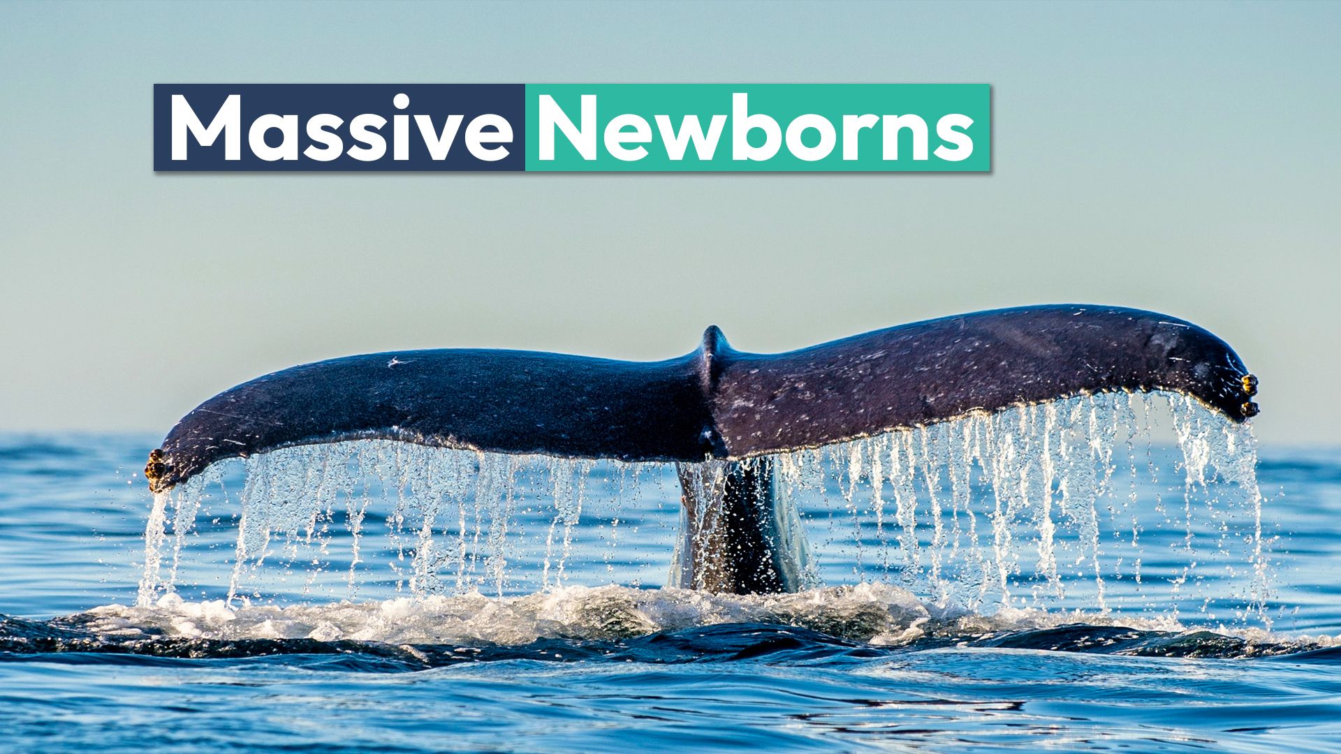 Este animal dá à luz os maiores bebês do mundo do tamanho de um carro