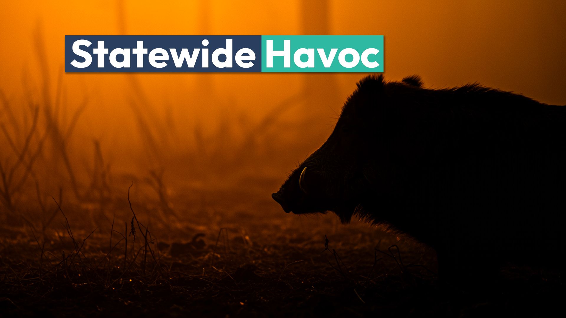 Este animal está causando estragos en casi todos los condados en este estado de EE. UU.