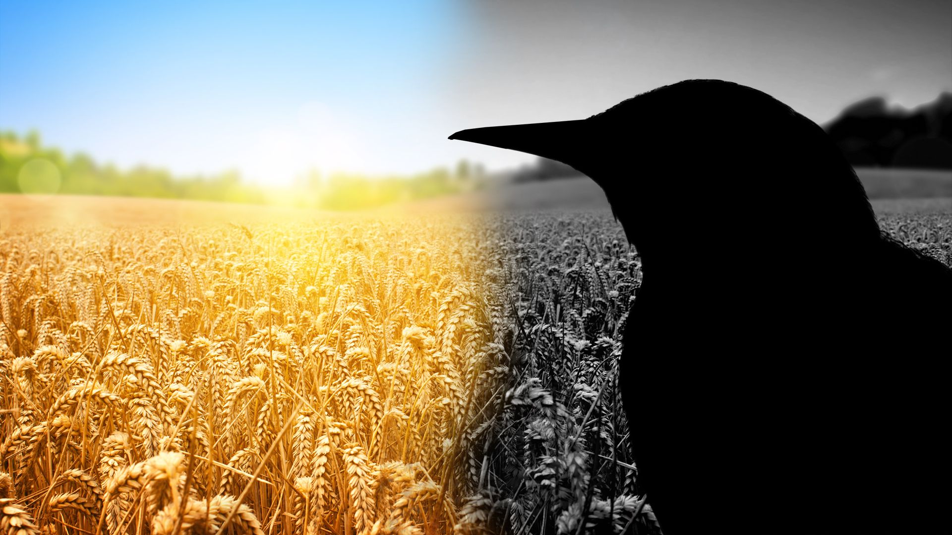 Cette créature envahissante a été amenée aux États-Unis à cause de Shakespeare, et les conséquences sont désastreuses