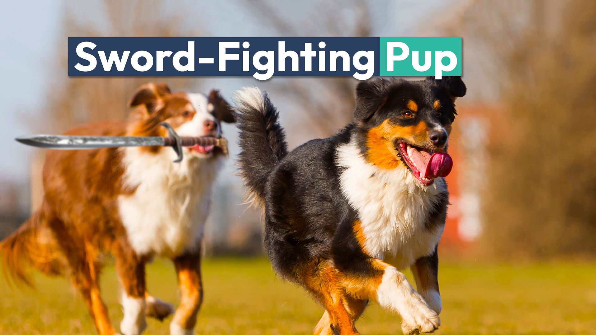 Este "DND Dog" que combina com espadas é uma adorável estrela de mídia social