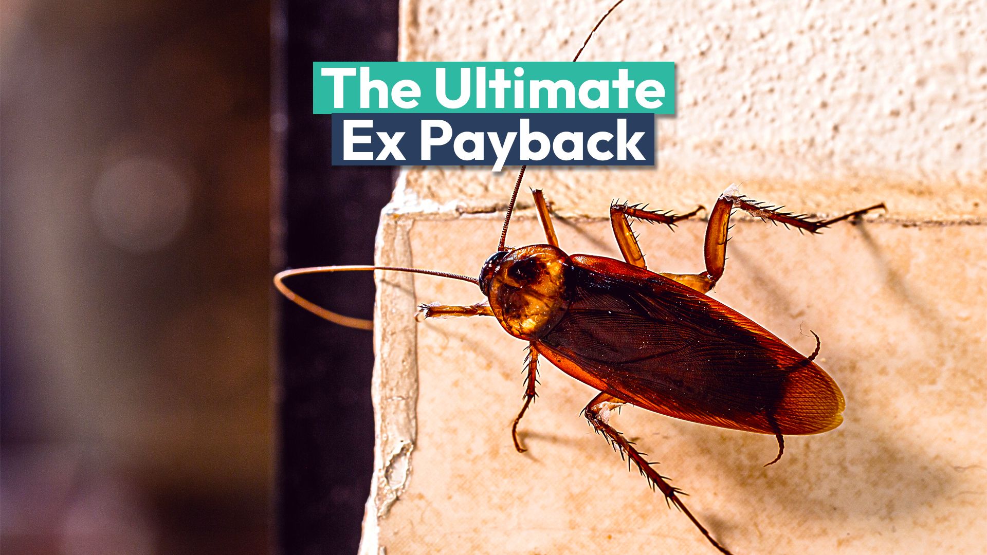 Questo zoo degli Stati Uniti ti consente di nominare uno scarafaggio dopo il tuo ex e dargli da mangiare agli animali a San Valentino