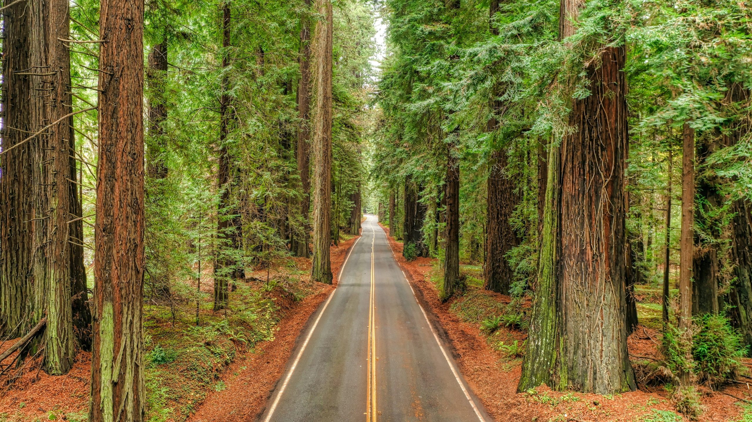 Skip Sequoia &amp; Kings Canyon: 7 parques de California subestimados que son mejores
