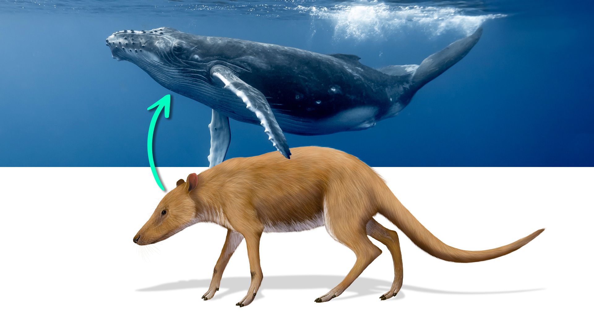 Les baleines ont évolué à partir d'une créature à fourrure à quatre pattes de la taille d'une chèvre qui ressemble à un hybride de chien de chien