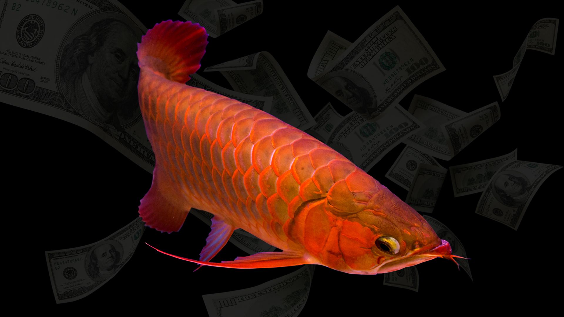 Perché le persone pagano $ 300.000 per un pesce che costa più di una supercar