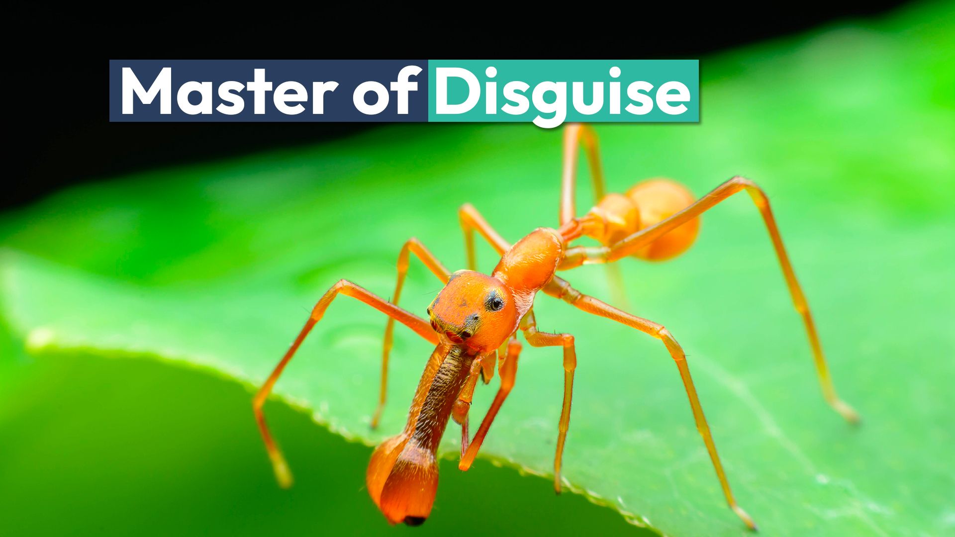 Perché alcuni ragni fingono di essere completamente un'altra creatura