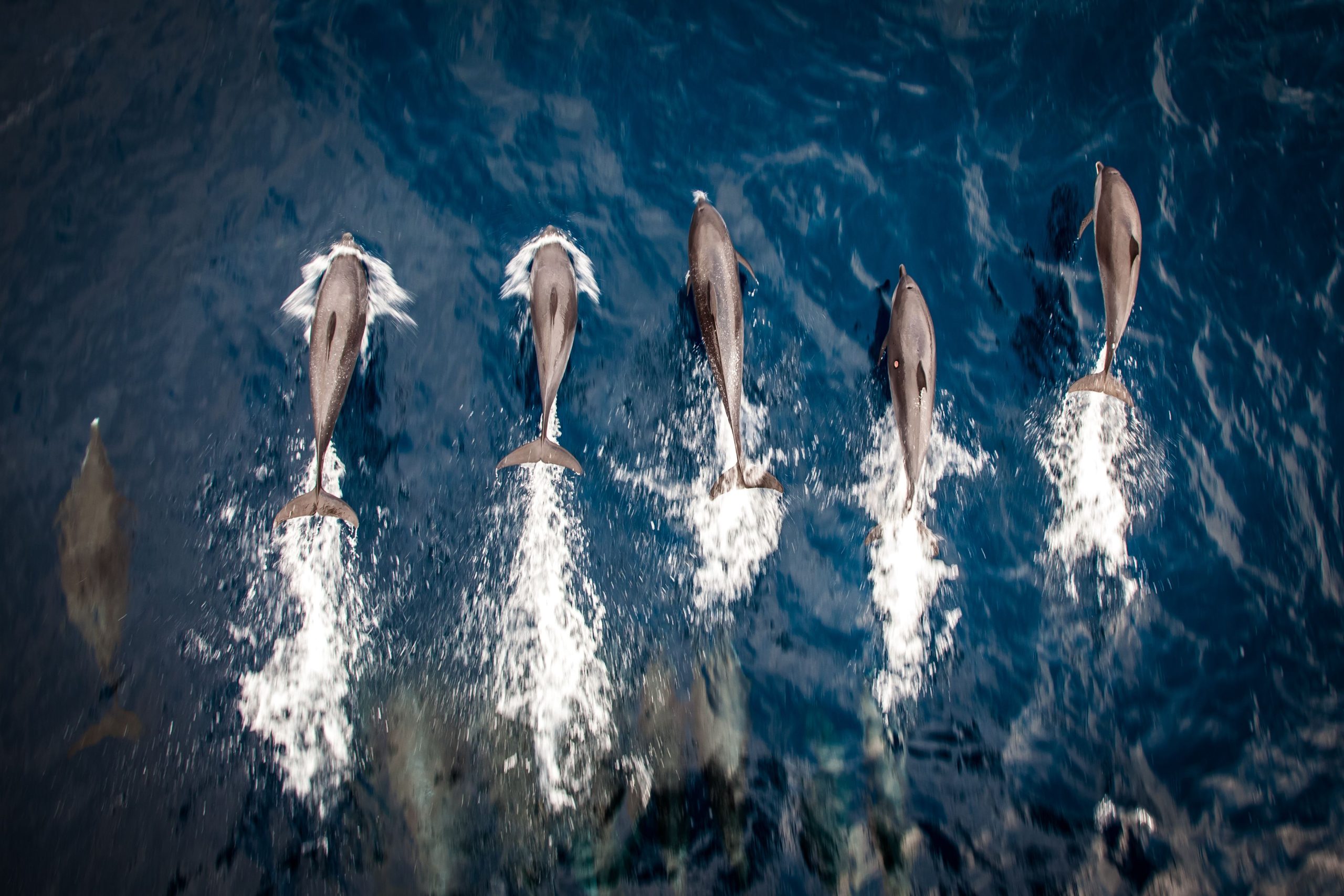 Dolphins vistos en el río Orwell del condado de Suffolk