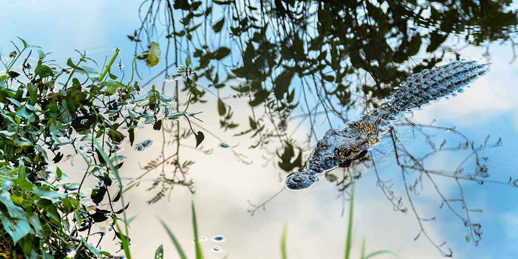 9 destinos de vida silvestre sin protagonistas para explorar en Cuba