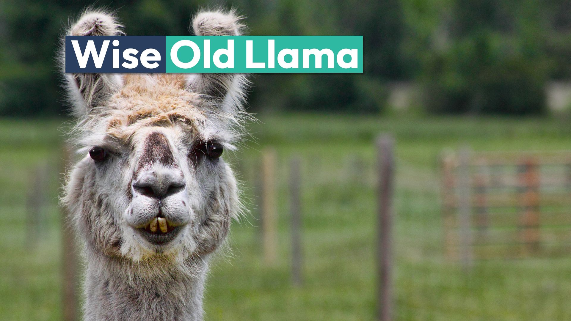 La llama más antigua del mundo tiene un trabajo importante en Carolina del Norte