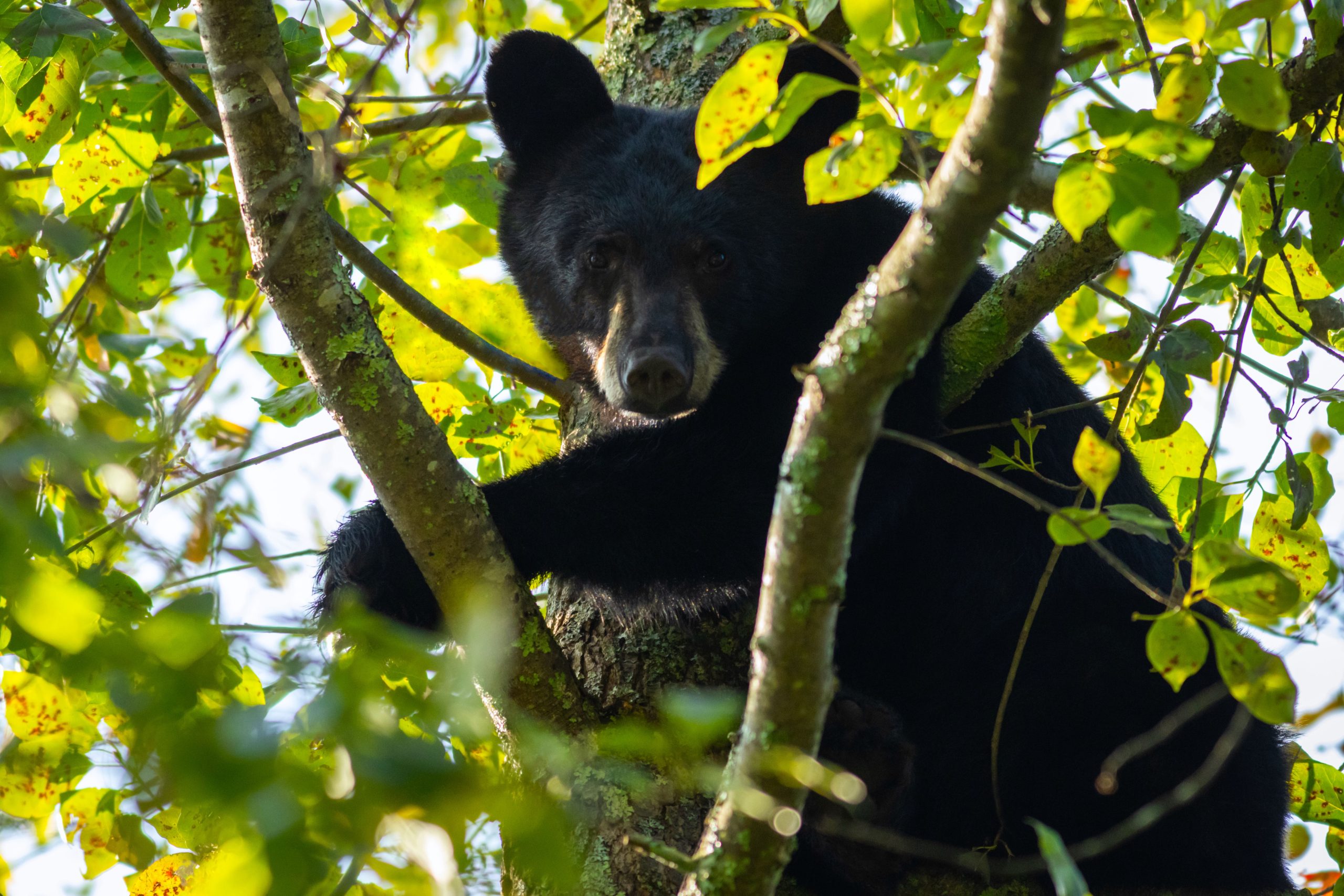Secouru: un ours noir juvénile a réussi à traverser un hiver sévère