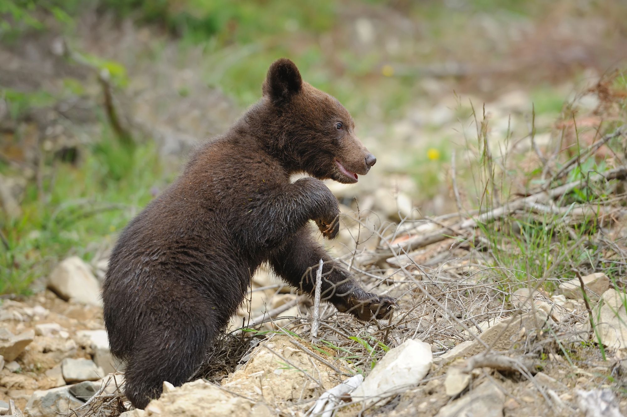 Después de seis meses de rehabilitación, el cachorro de oso sacudió el árbol por un grupo que quería selfies, liberado de nuevo en la naturaleza