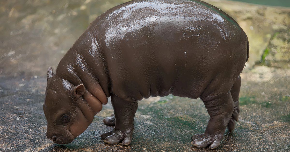 La hipopótamos de Baby Pigmy de Tailandia está impulsando los números de turismo dramáticamente, pero el Zookeeper está dando a los visitantes una severa advertencia