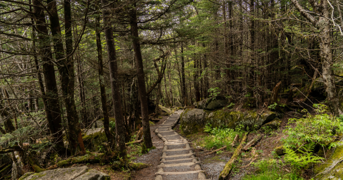 Tamara Owens, propriétaire du terrain de Caroline du Nord, refuse de visiter ses terres forestières sataniques la nuit, et nous ne lui en voulons pas