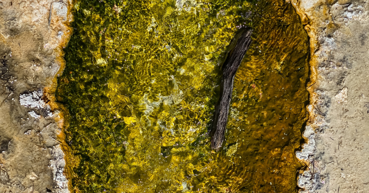 Los excursionistas de Wyoming están siendo advertidos para octubre y noviembre cuando los osos ingresan a un estado de "hiperfagia"