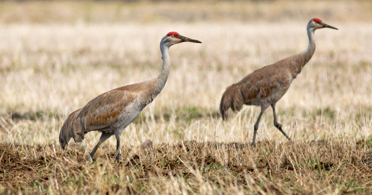 Pouco antes do furacão Milton atingir a Flórida, imagens misteriosas mostra o grupo de guindastes de Sandhill andando pelas ruas