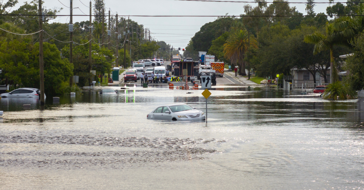 Des images déchirantes montrent un chat accroché à la vie chère pendant l'ouragan Helene