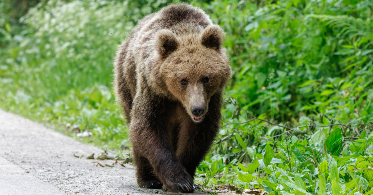 Brown Bear se retourne dangereusement contre les secouristes après avoir sauvé la vie en Arménie