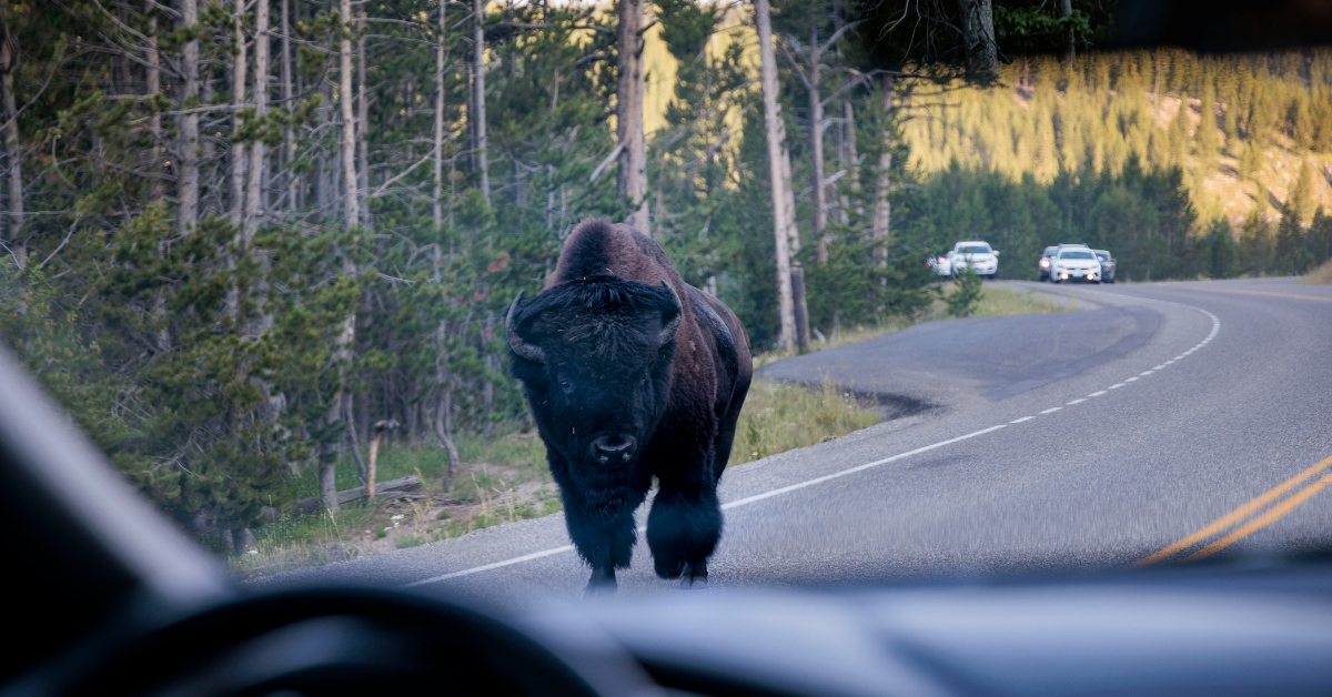 Les ours sont rares à Yellowstone en décembre, mais les experts du parc conseillent d'apporter des spray d'ours pour cet autre animal