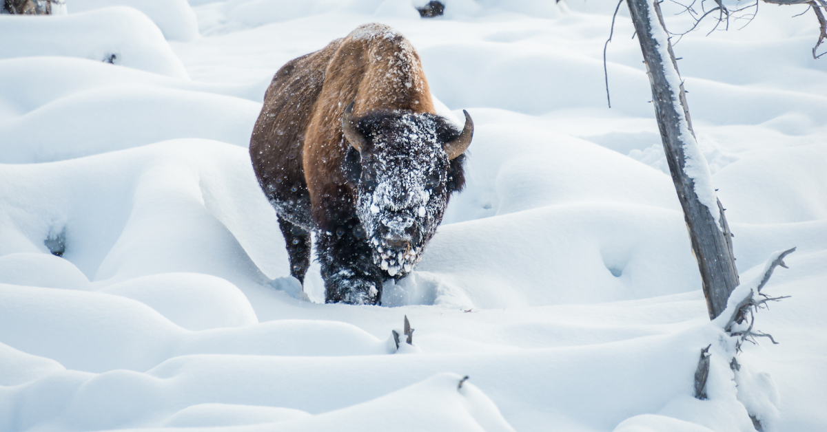 A pesar de estar cubierto de nieve y hielo, este bisonte estaba prosperando en el Parque Nacional de Yellowstone durante una tormenta de nieve