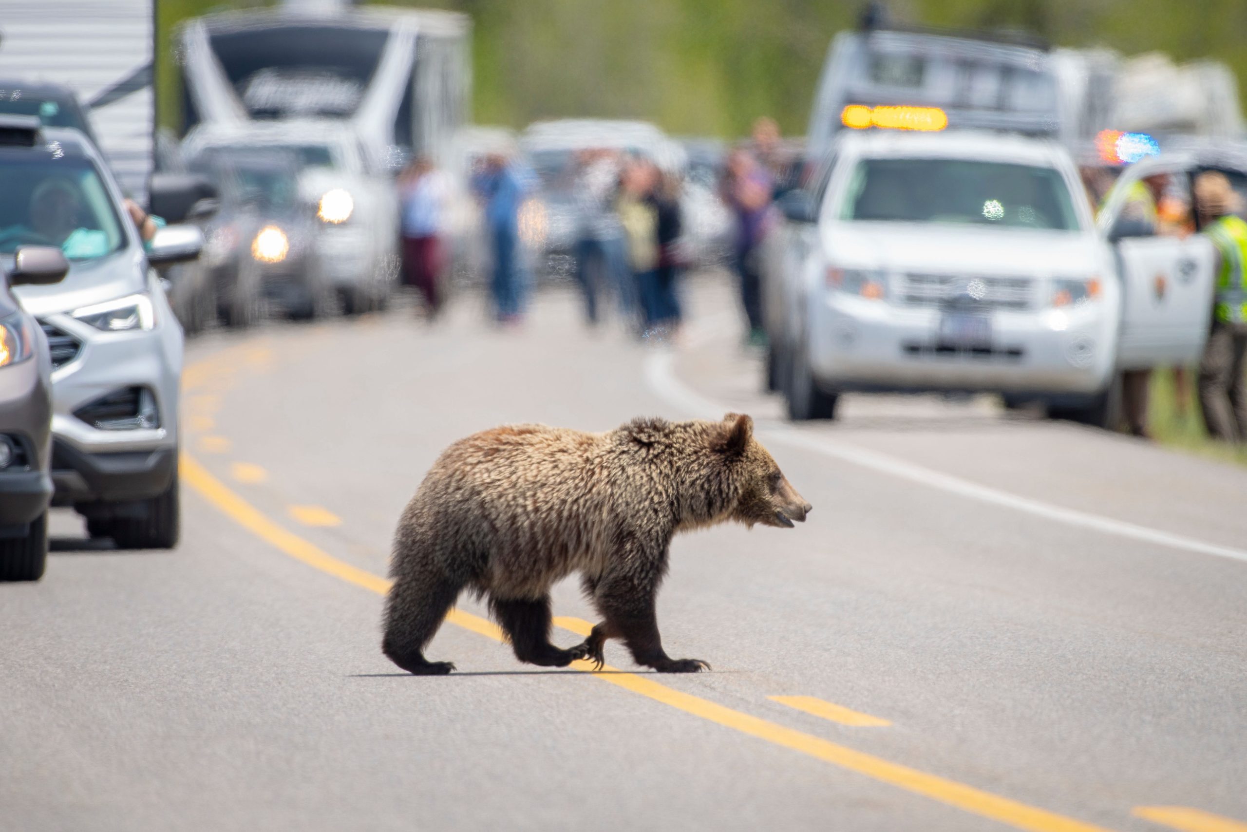 «Queen des Tetons», Cub est toujours porté disparu: les préoccupations pour son bien-être pendant l'hiver mènent à l'assurance