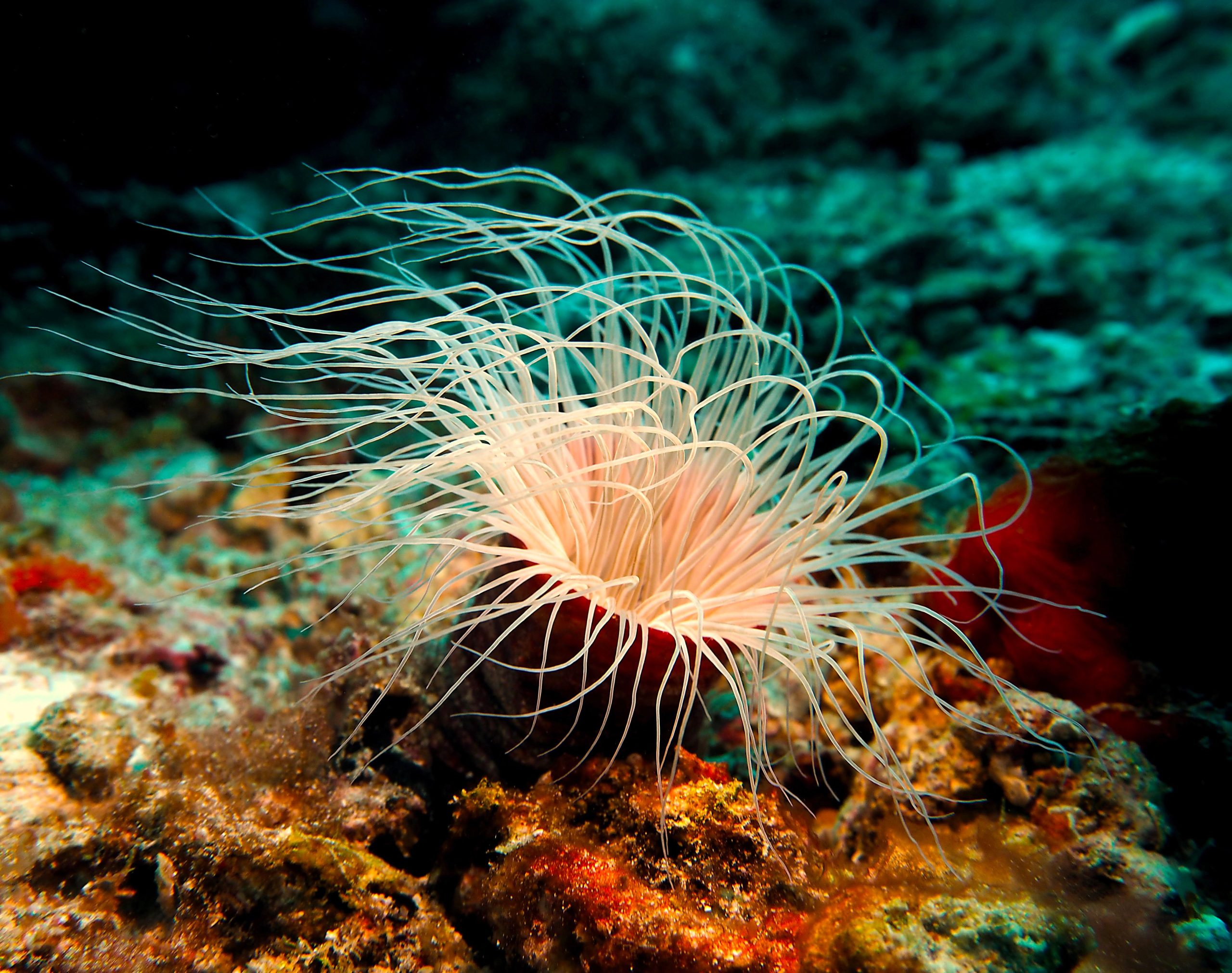 A grande descoberta mostra a vida prosperando na crosta da Terra sob o fundo do mar
