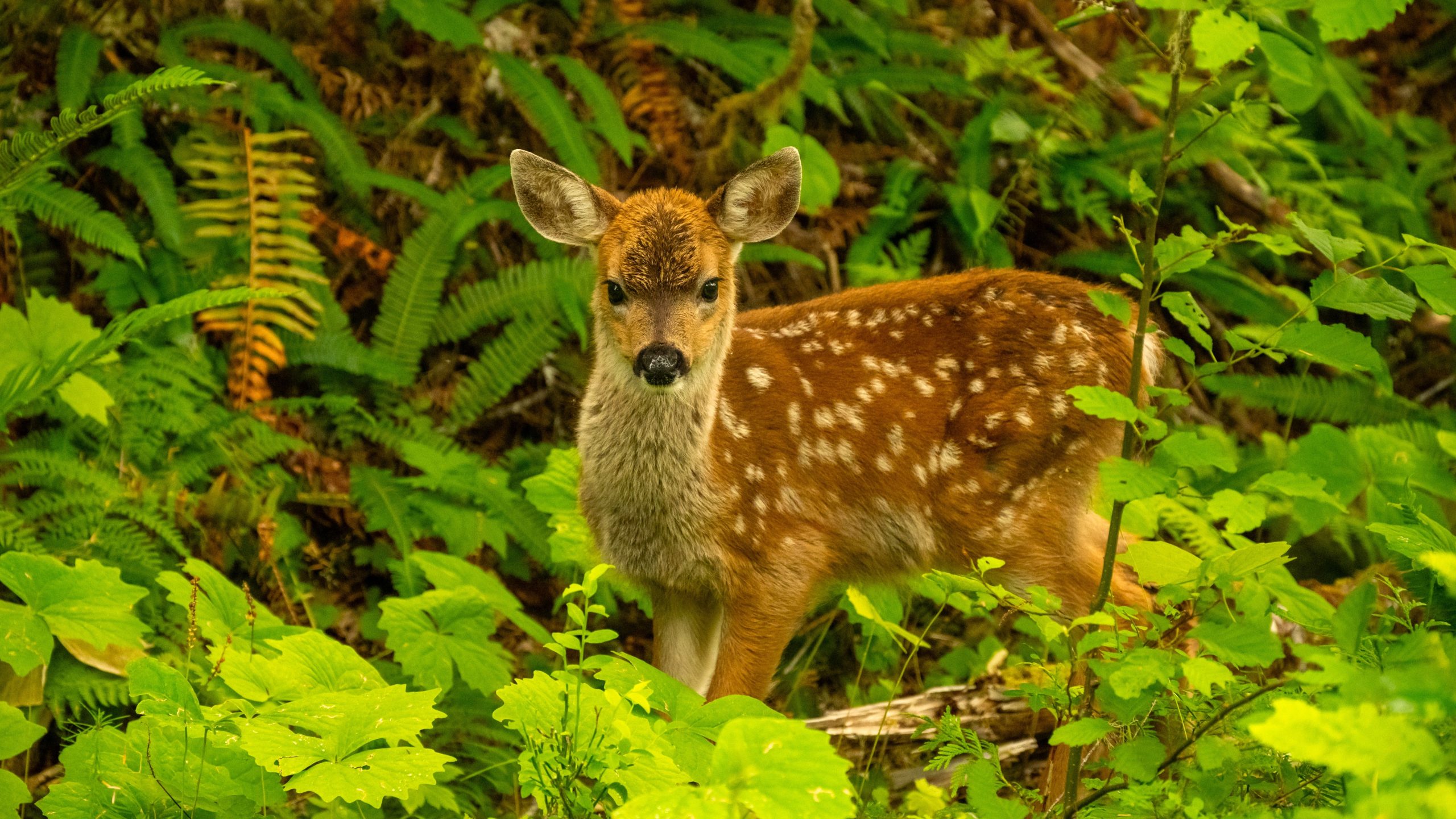 C'est l'endroit le plus secret du parc national du mont Rainier