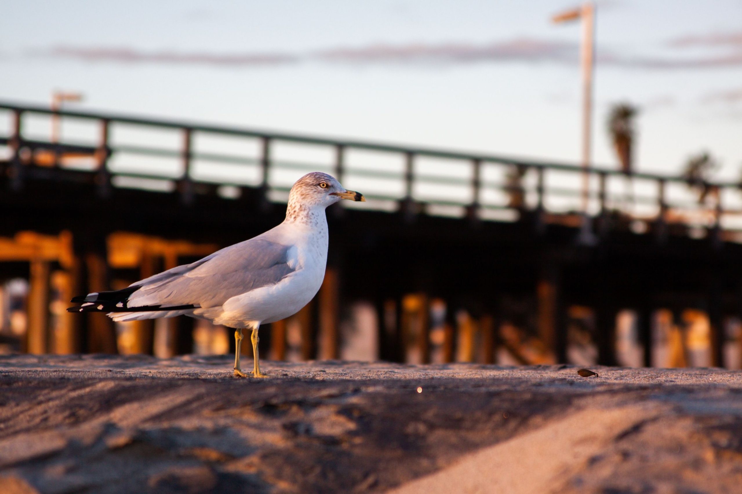 Éviter une épidémie aviaire de la grippe est la priorité absolue pour le sauvetage de la faune de Cleethorpes