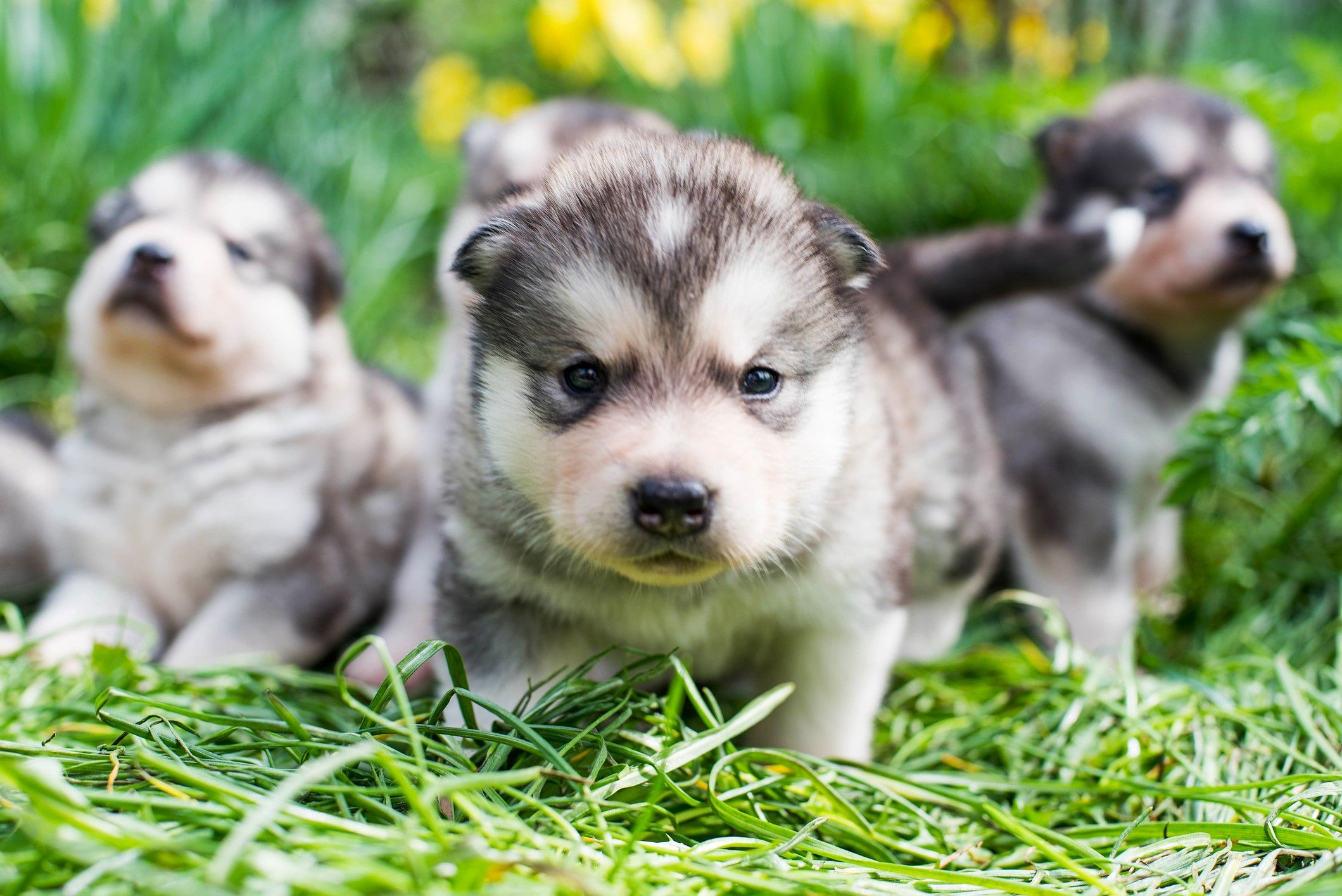 Conoce a los nuevos cachorros del Parque Nacional Denali: Squall, Storm, Graupel, Rocio y Fog