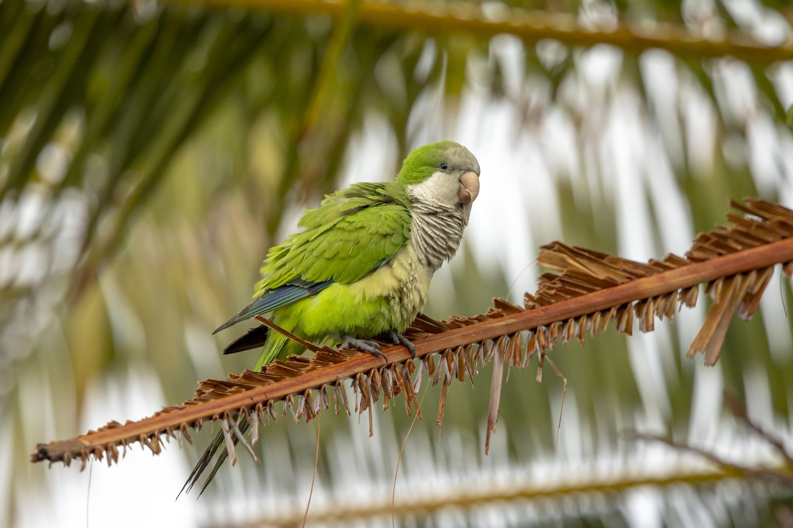 Des perroquets colorés appellent cet endroit inattendu à New York à la maison