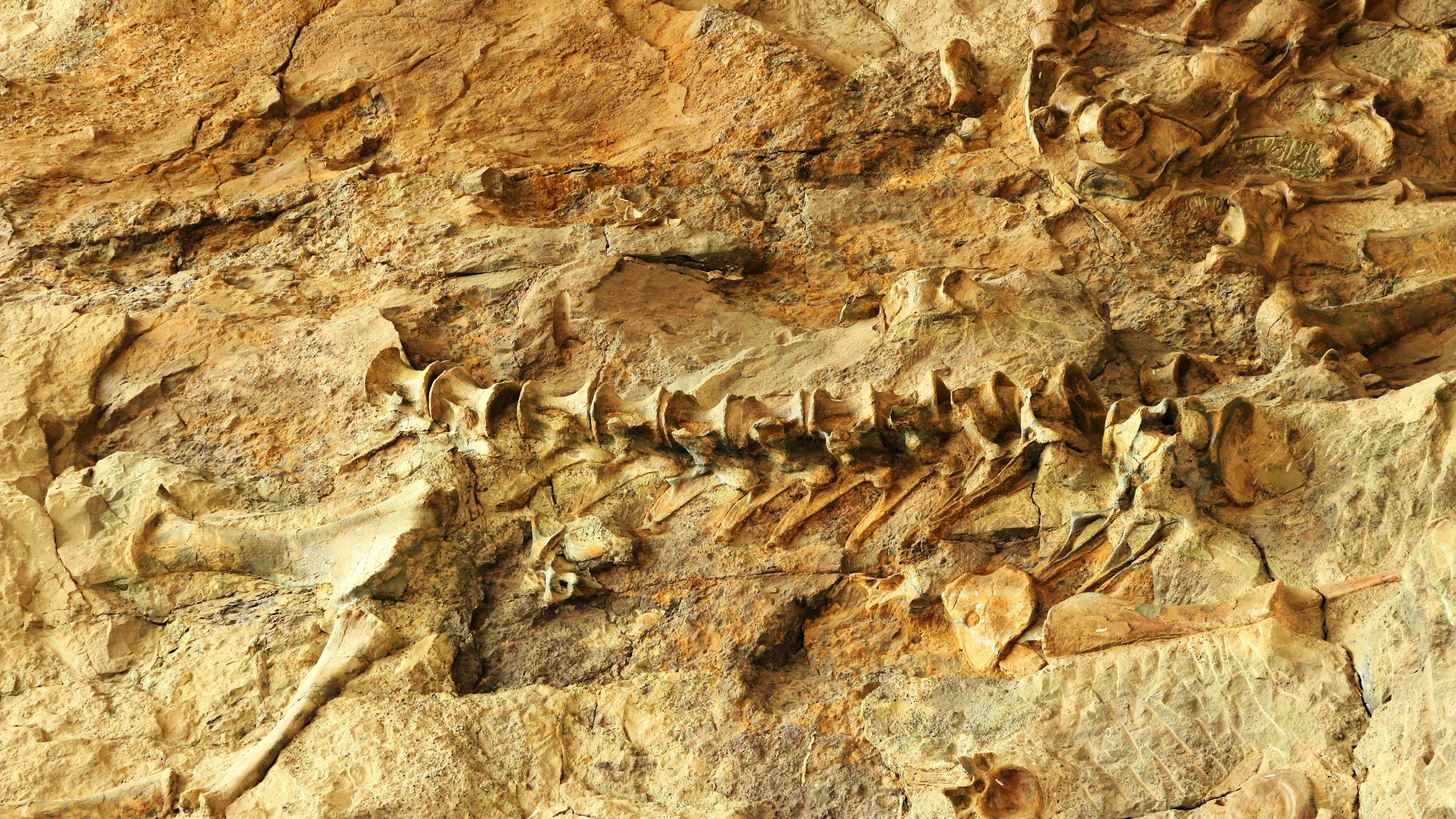 La découverte d'une queue de dinosaure bien conservée s'est avérée une théorie incroyable