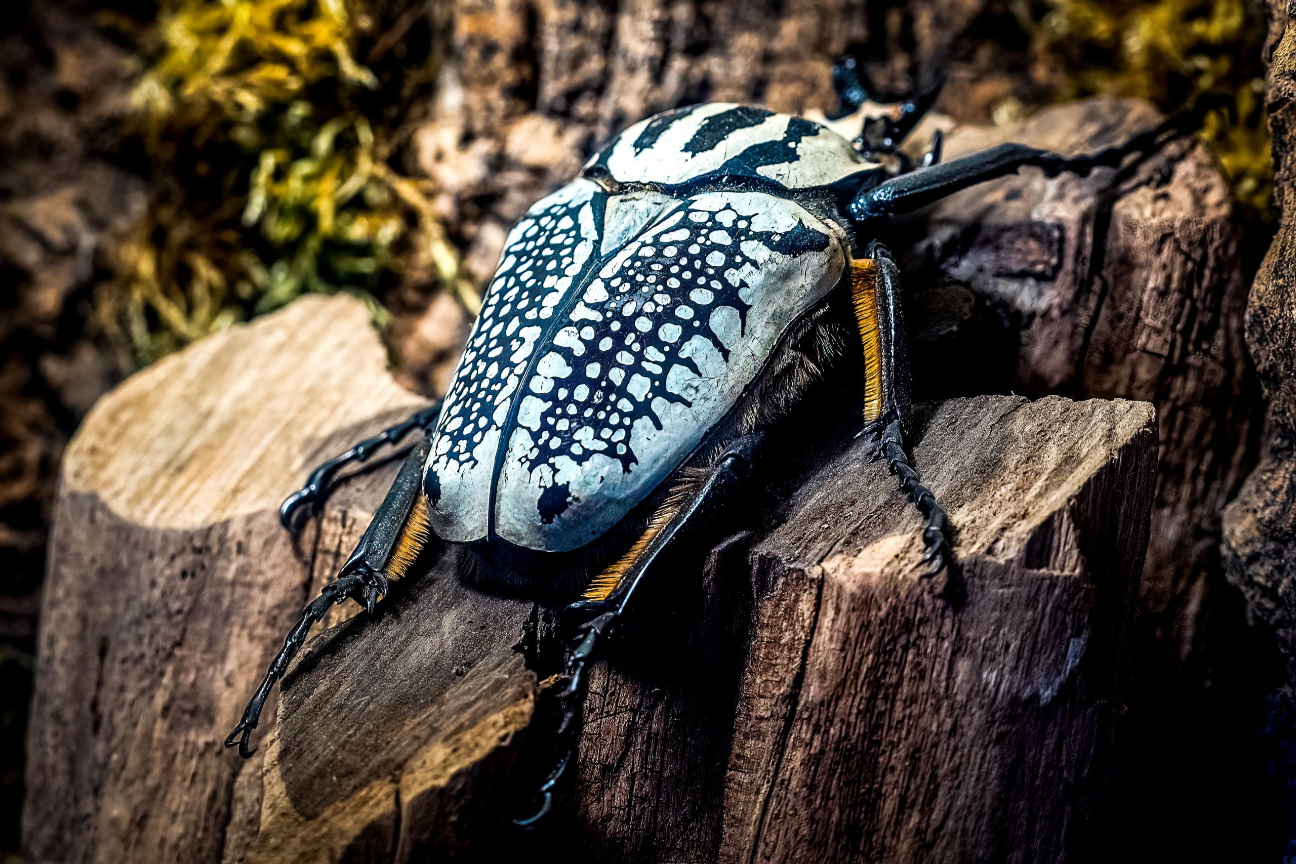 Uno de los bichos más grandes del mundo se dirige a la extinción debido al chocolate