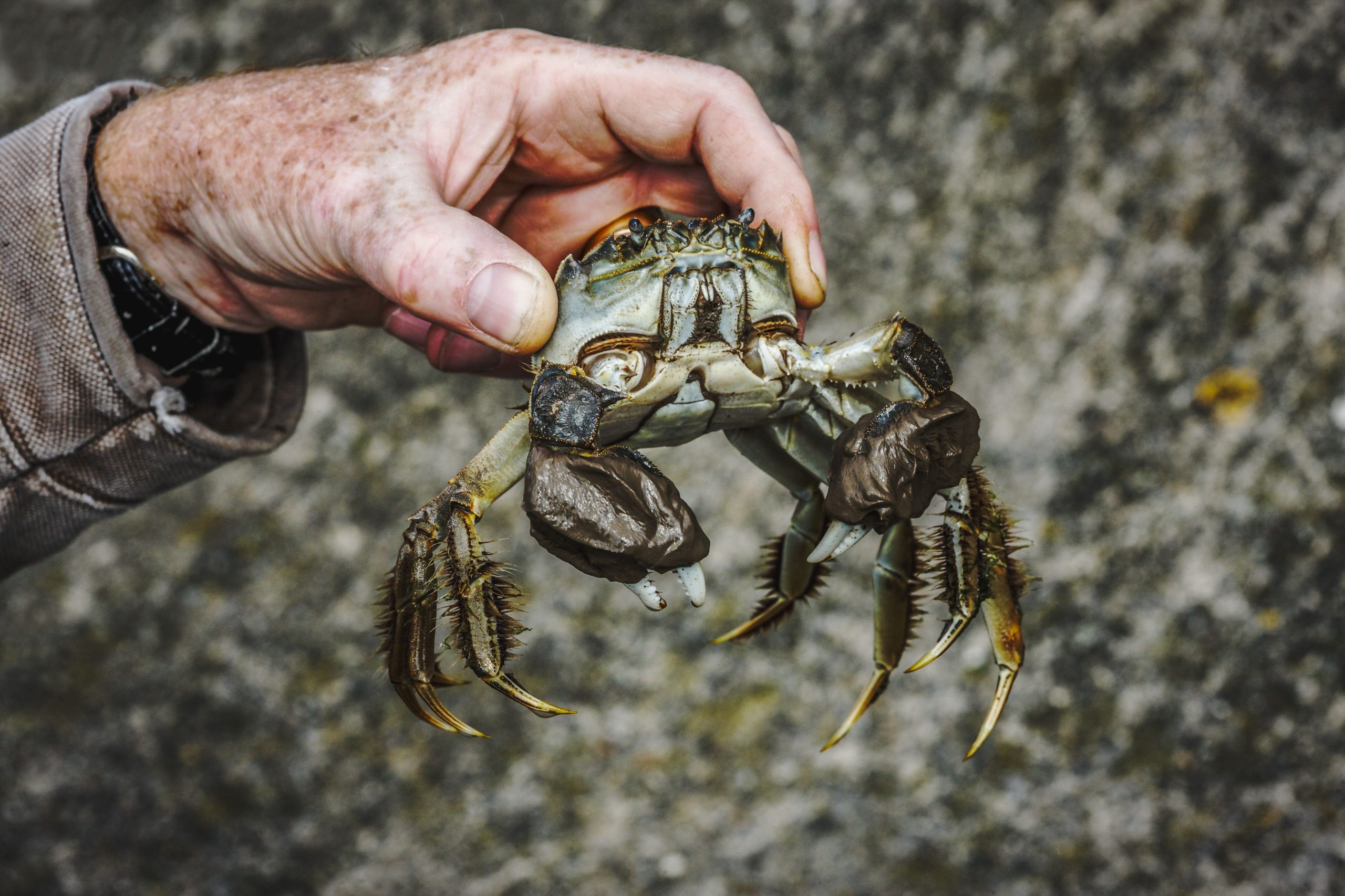 Los expertos están inquietos como un "invasor" chino que acaba de reaparecer en el noroeste del Pacífico