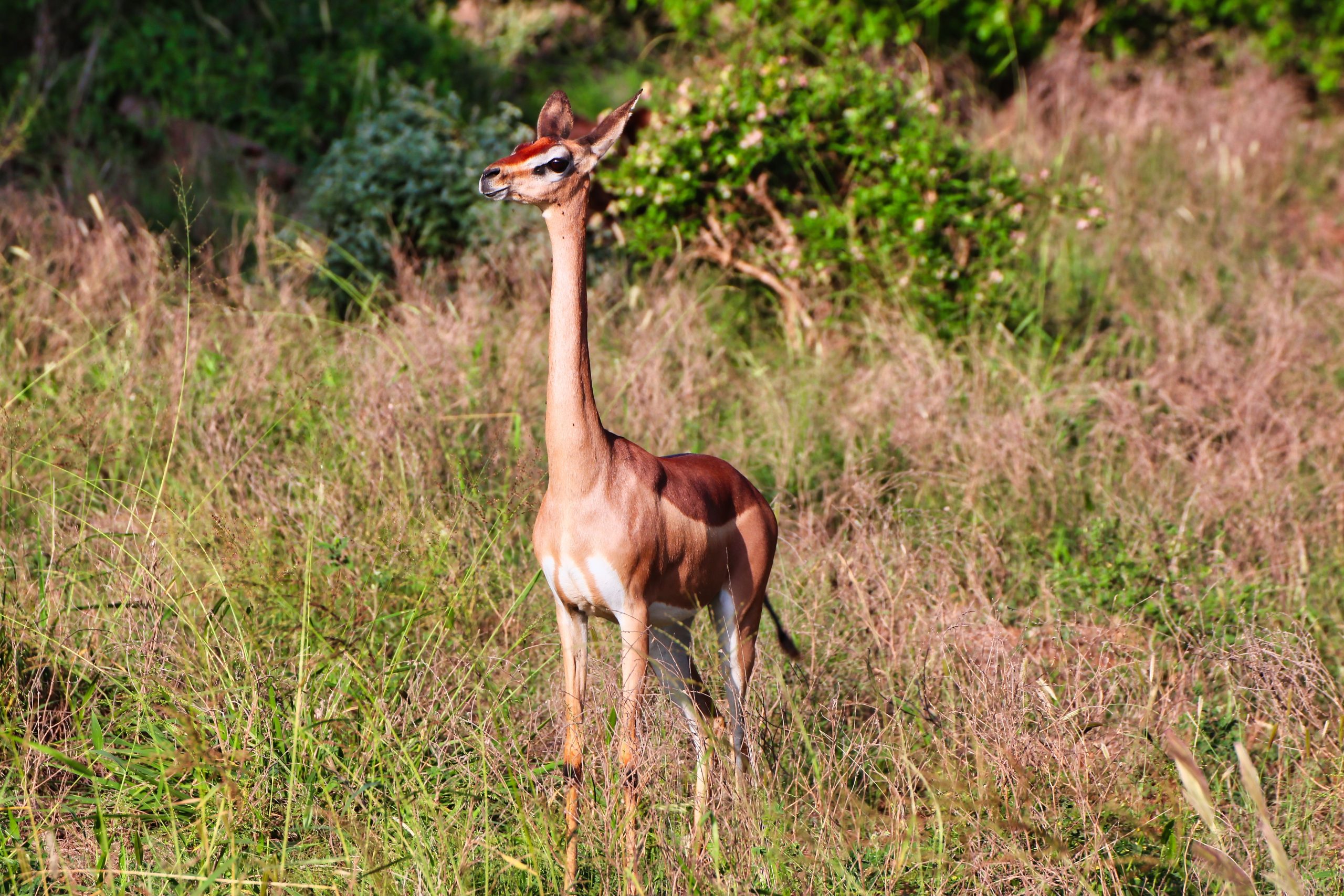 Cet animal rare peut vivre sans jamais boire d'eau