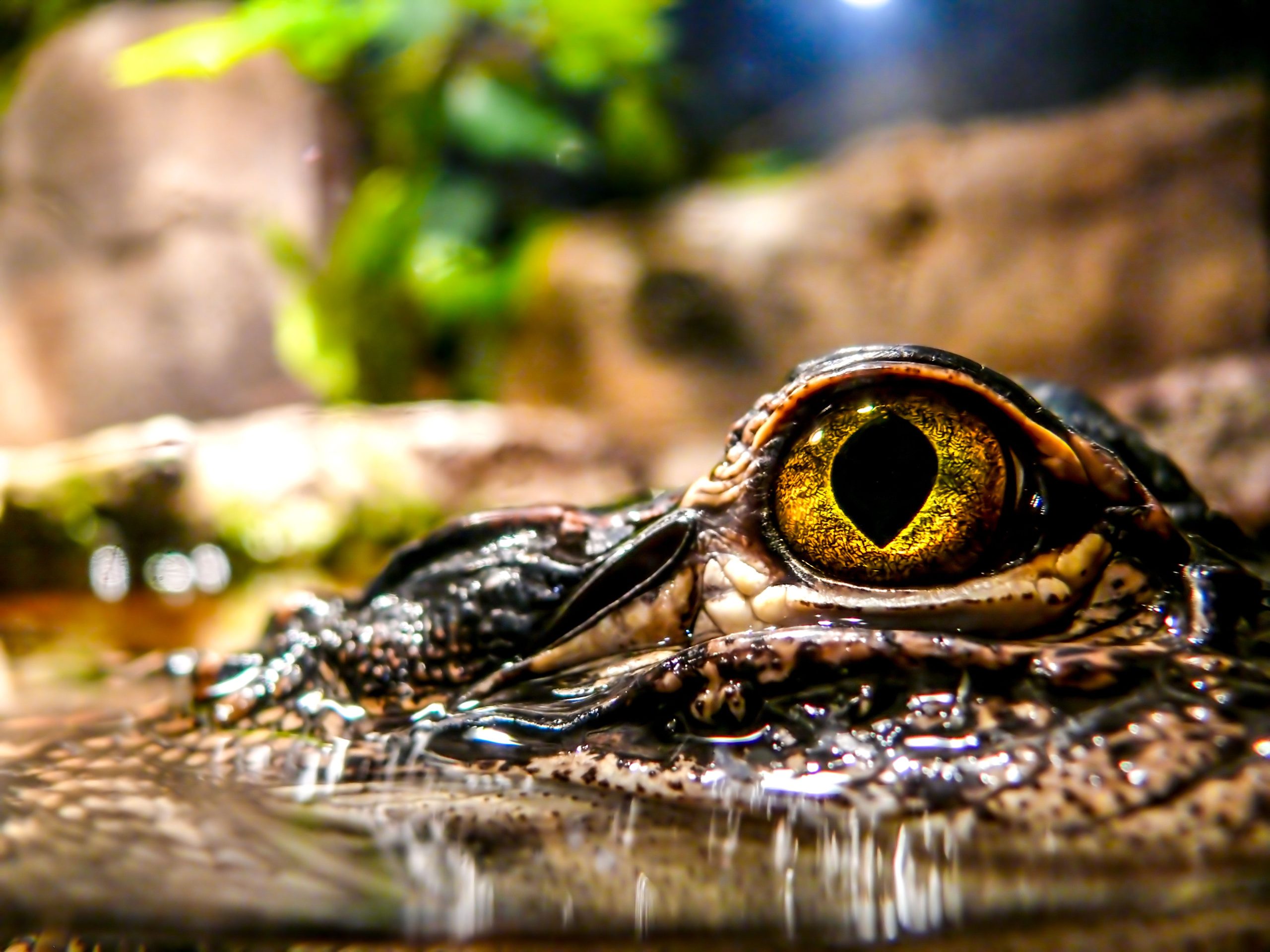 Los científicos celebran un descubrimiento "totalmente inesperado" en una isla remota del Caribe